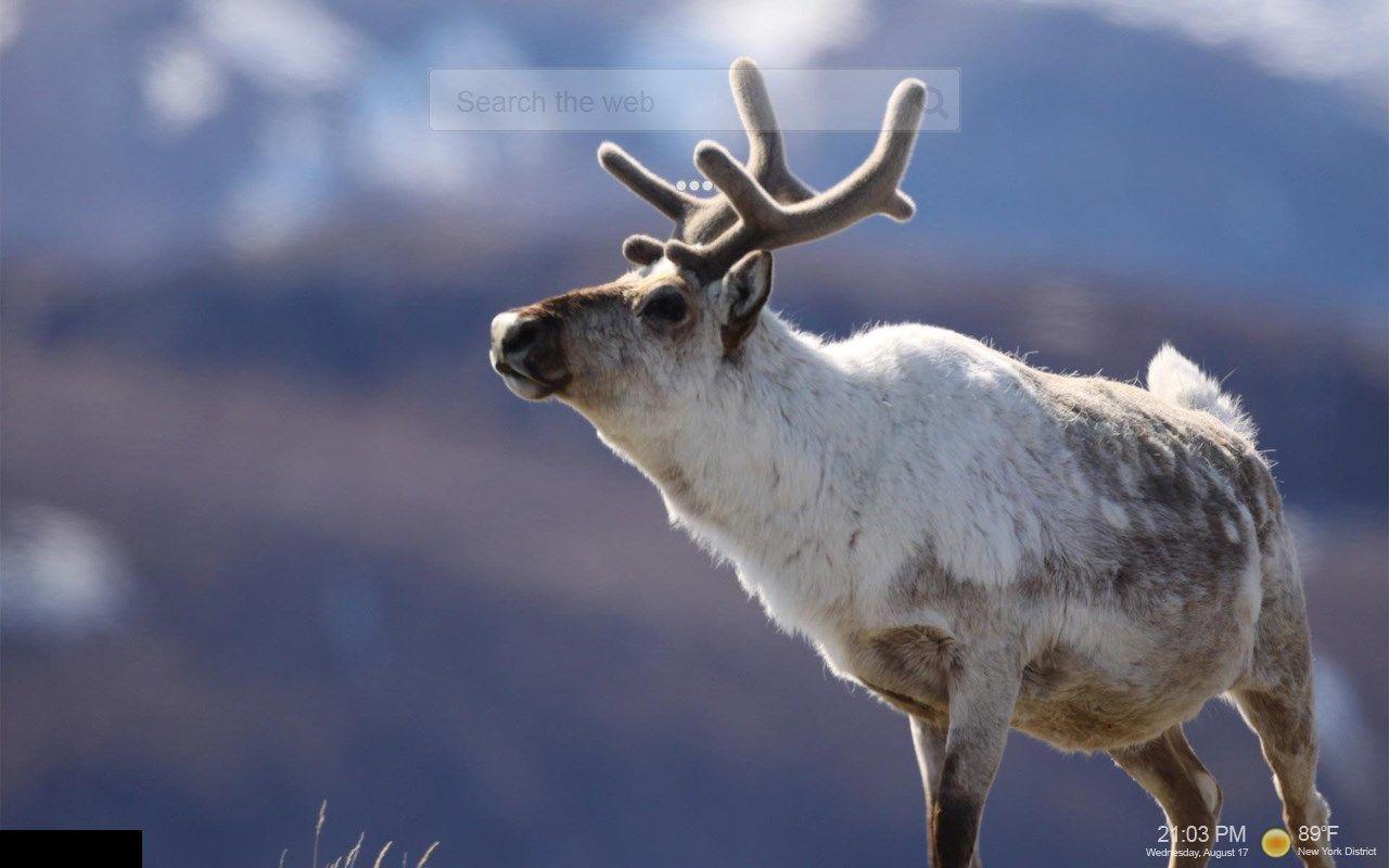 1280x800 Wild Animals Wallpaper HD Custom New Tab Edge Addons