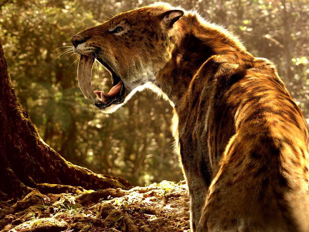 1024x768 Saber Tooth Tiger Wallpaper