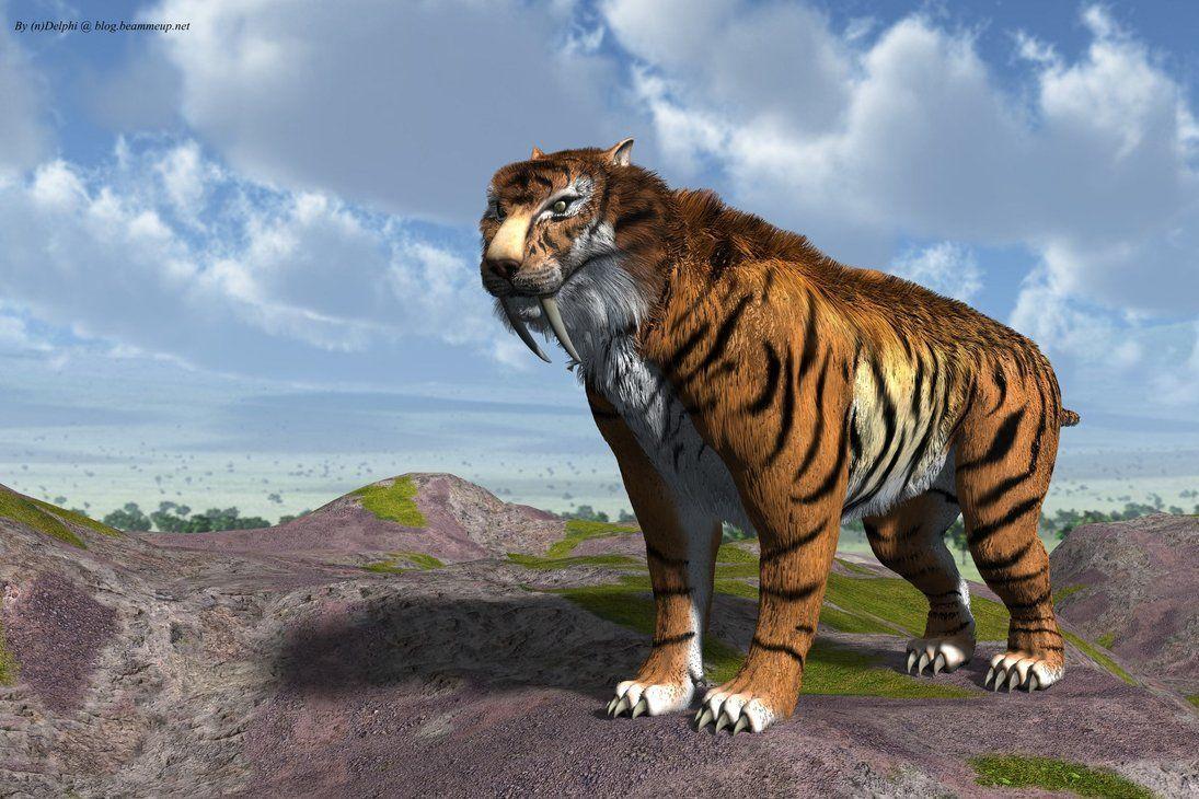 1095x730 Saber Tooth Tiger Wallpaper And Background