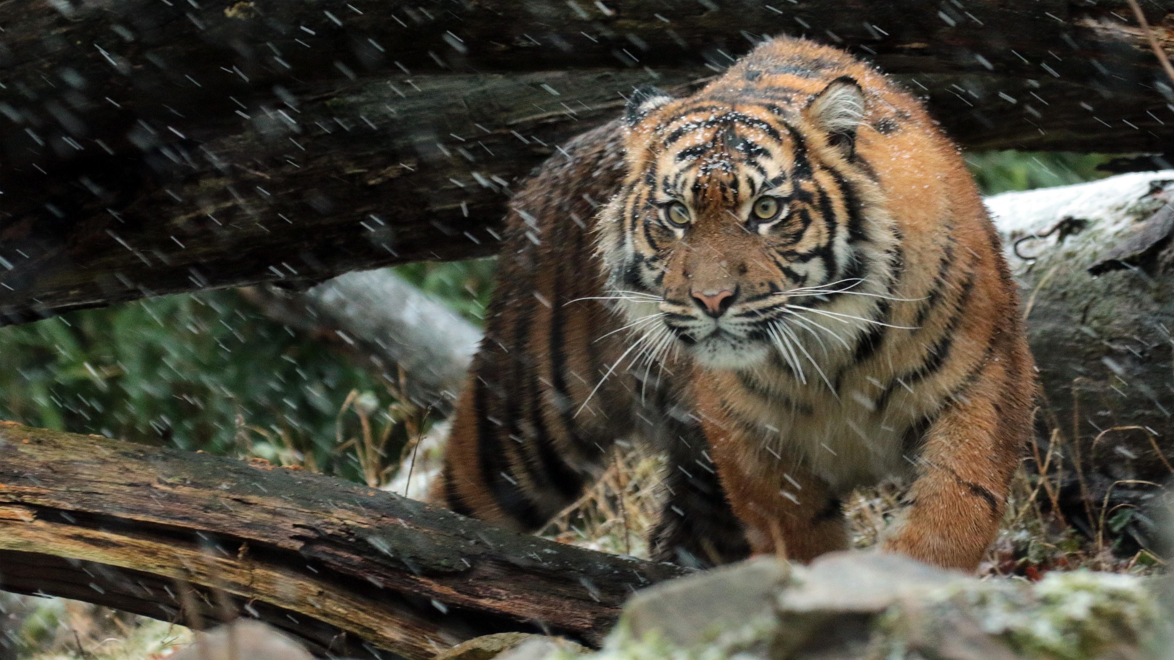 3840x2160 Related Wallpaper Tooth Tiger 4k Wallpaper & Background Download