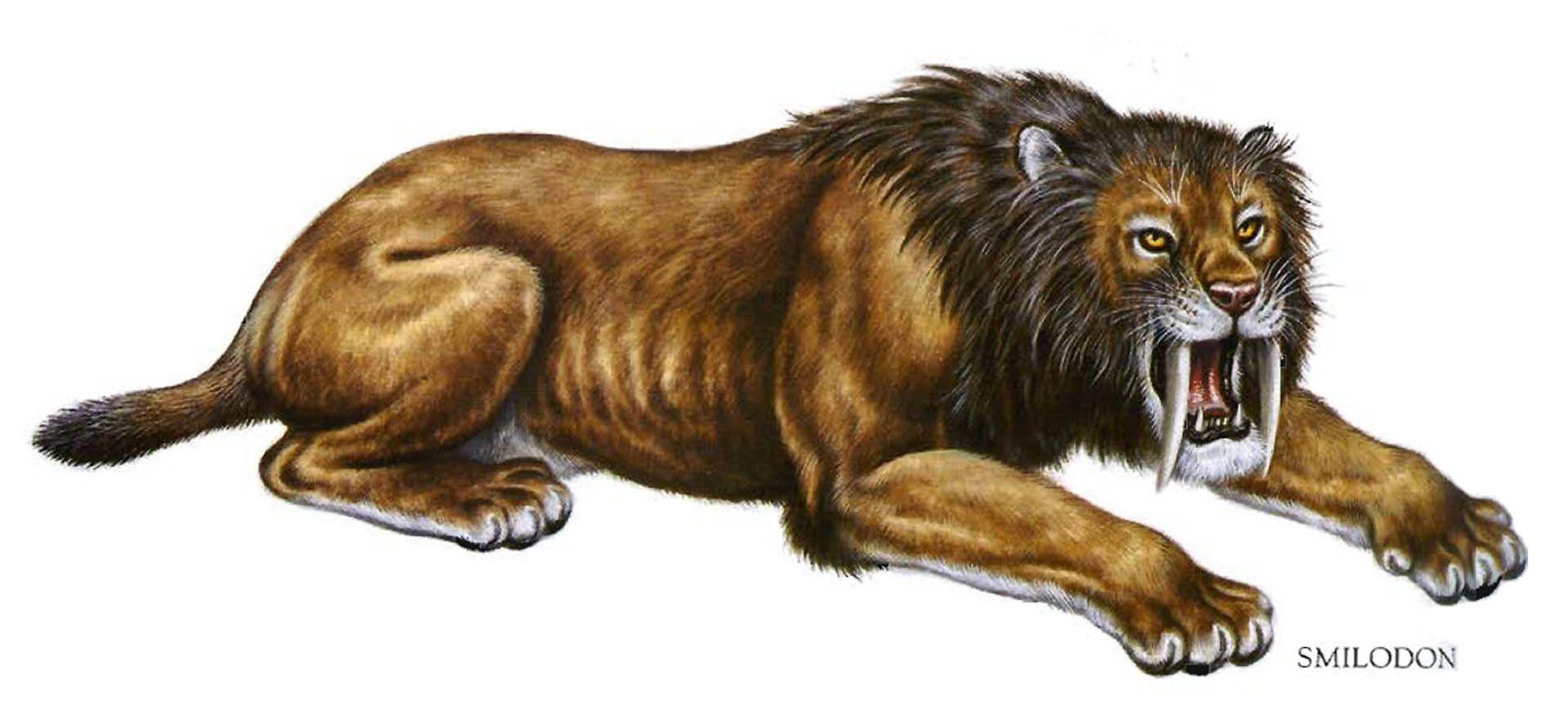 1920x863 Free download Sabertooth Lion submited image Pic2Fly [1920x863] for your Desktop, Mobile & Tablet. Explore Saber Tooth Tiger Wallpaper. Saber Tooth Tiger Wallpaper, Saber Wallpaper, Tooth Wallpaper