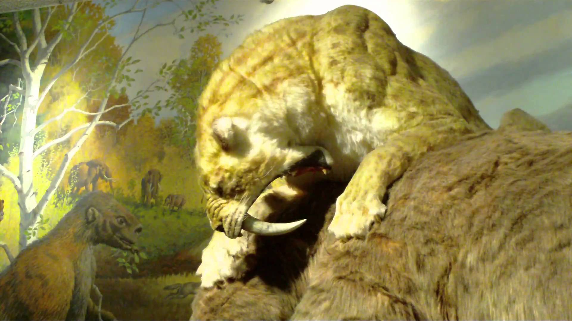 1920x1080 Free download Saber Tooth Tiger Wallpaper HD Viewing Gallery [1920x1080] for your Desktop, Mobile & Tablet. Explore Saber Tooth Tiger Wallpaper. Saber Tooth Tiger Wallpaper, Saber Wallpaper, Tooth Wallpaper