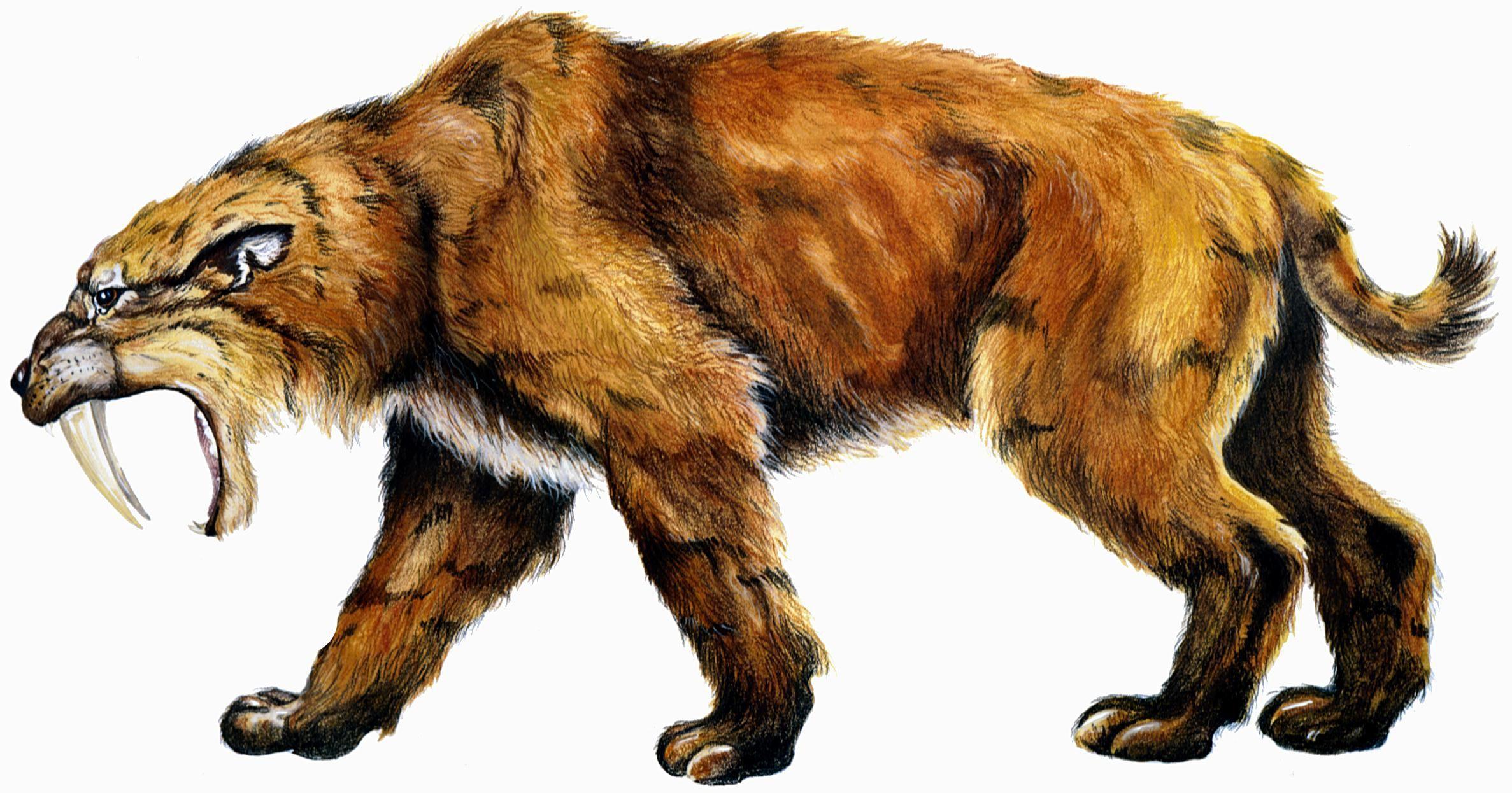 2374x1246 Sabre Toothed Tiger Wallpaper Image Photo Picture Background
