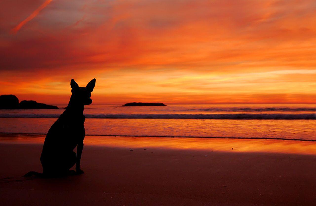 1280x834 Photos dog beaches Sea Nature Sunrises and sunsets