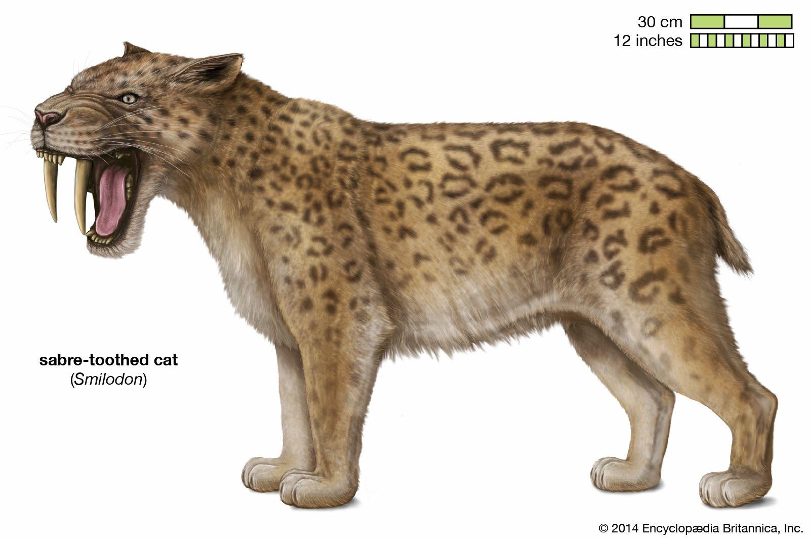 1600x1067 Sabre Toothed Cat. Size, Extinction, & Facts