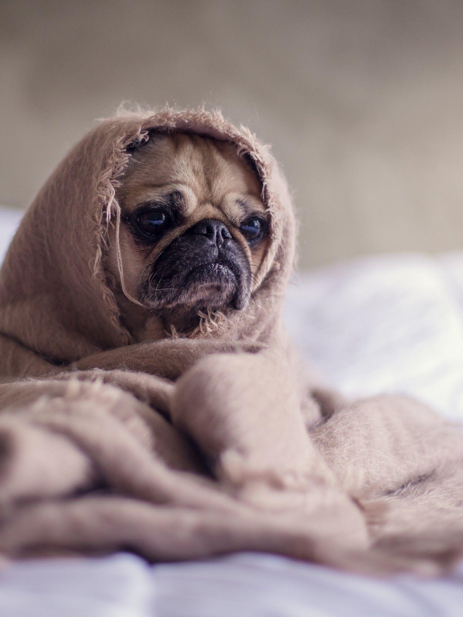 1536x2048 Download 1536x2048 Pug, Puppy, Dog, Under Blanket Wallpaper for Apple iPad Mini, Apple IPad 4