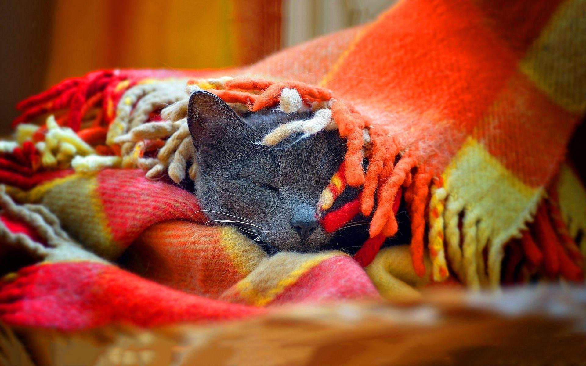1920x1200 Cat sleep blanket wallpaperx1200