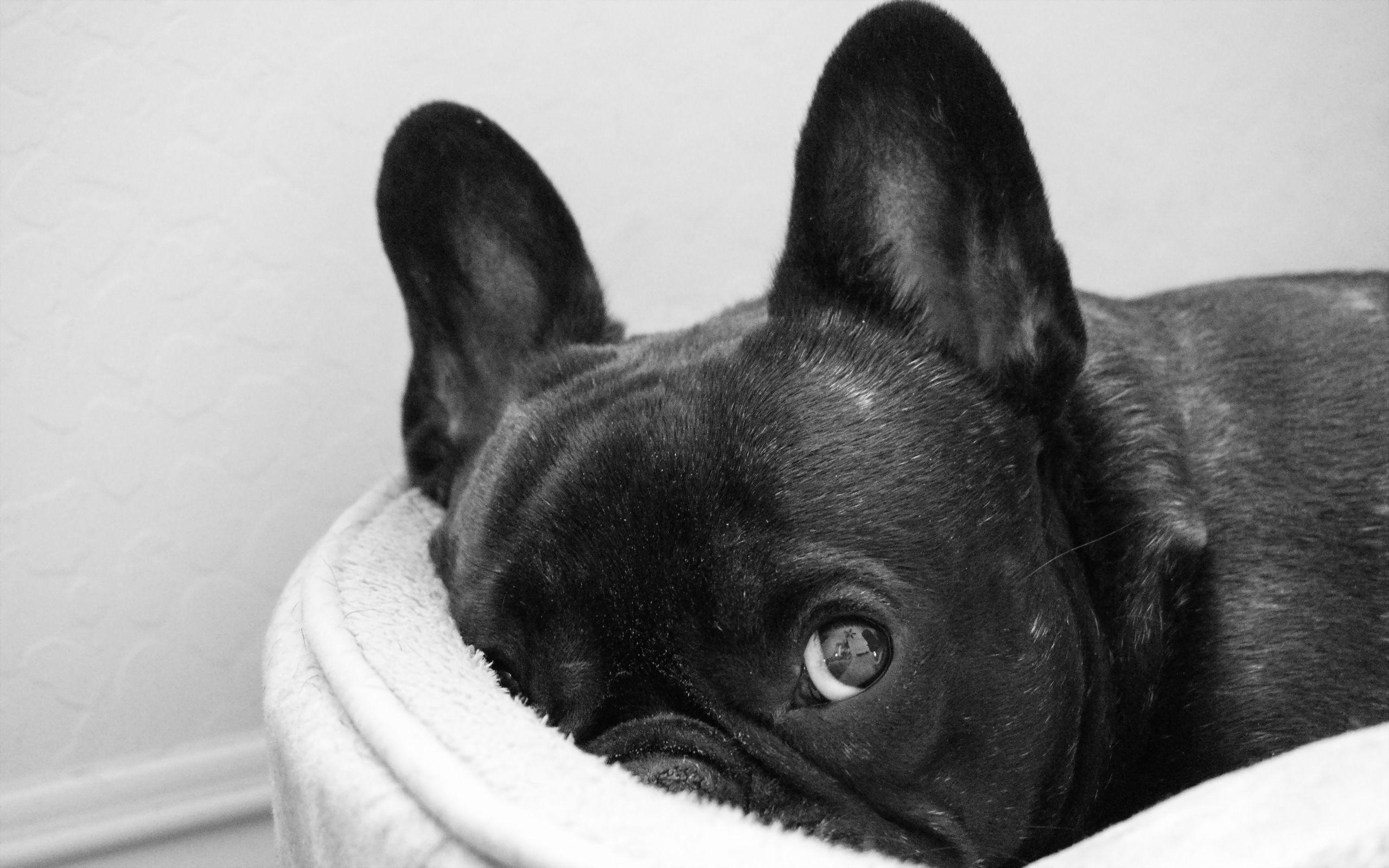 2560x1600 Free download French bulldog hiding under white blanket wallpaper by MariJane [2560x1600] for your Desktop, Mobile & Tablet. Explore French Bulldog Wallpaper. French Desktop Wallpaper, French Bulldog Wallpaper for