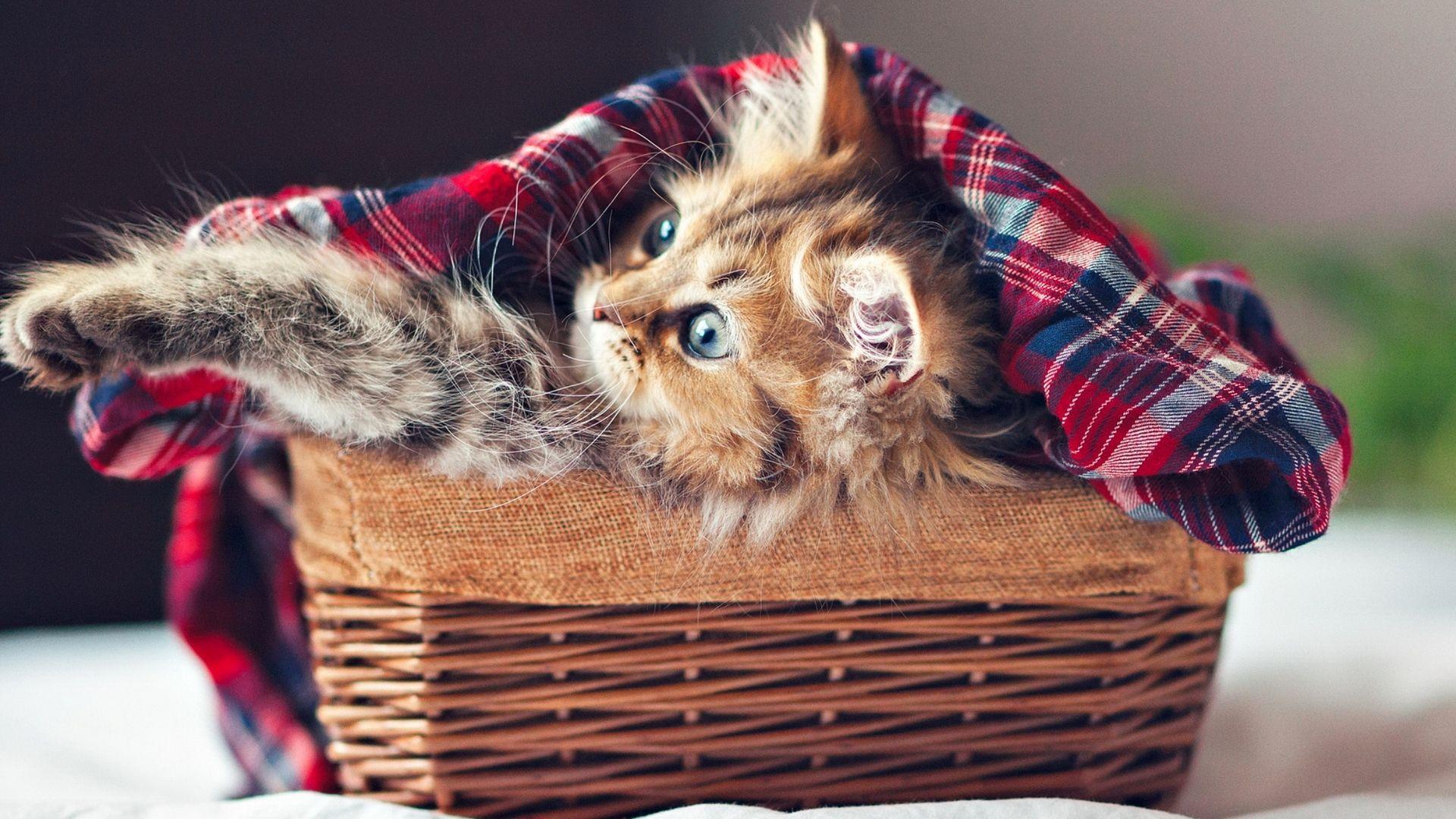 1920x1080 blanket HD wallpaper, background