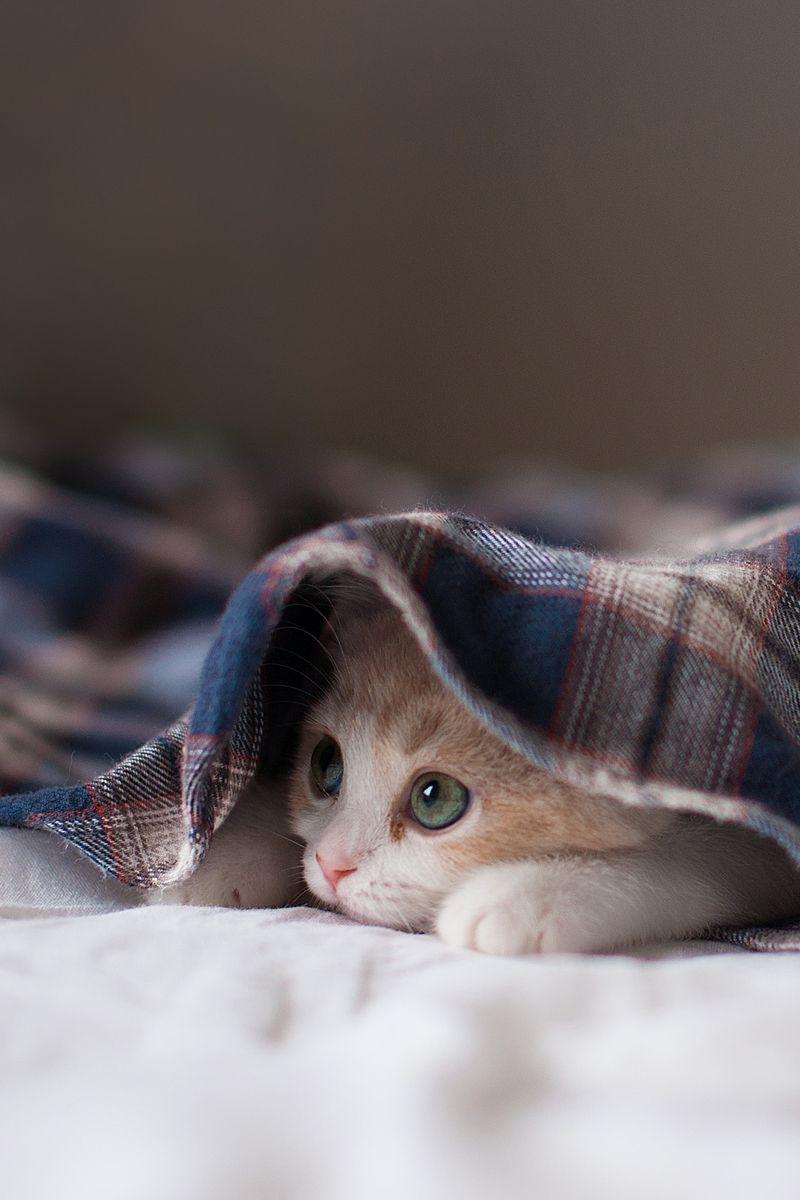 Blanket Wallpapers - Top Free Blanket Backgrounds - WallpaperAccess