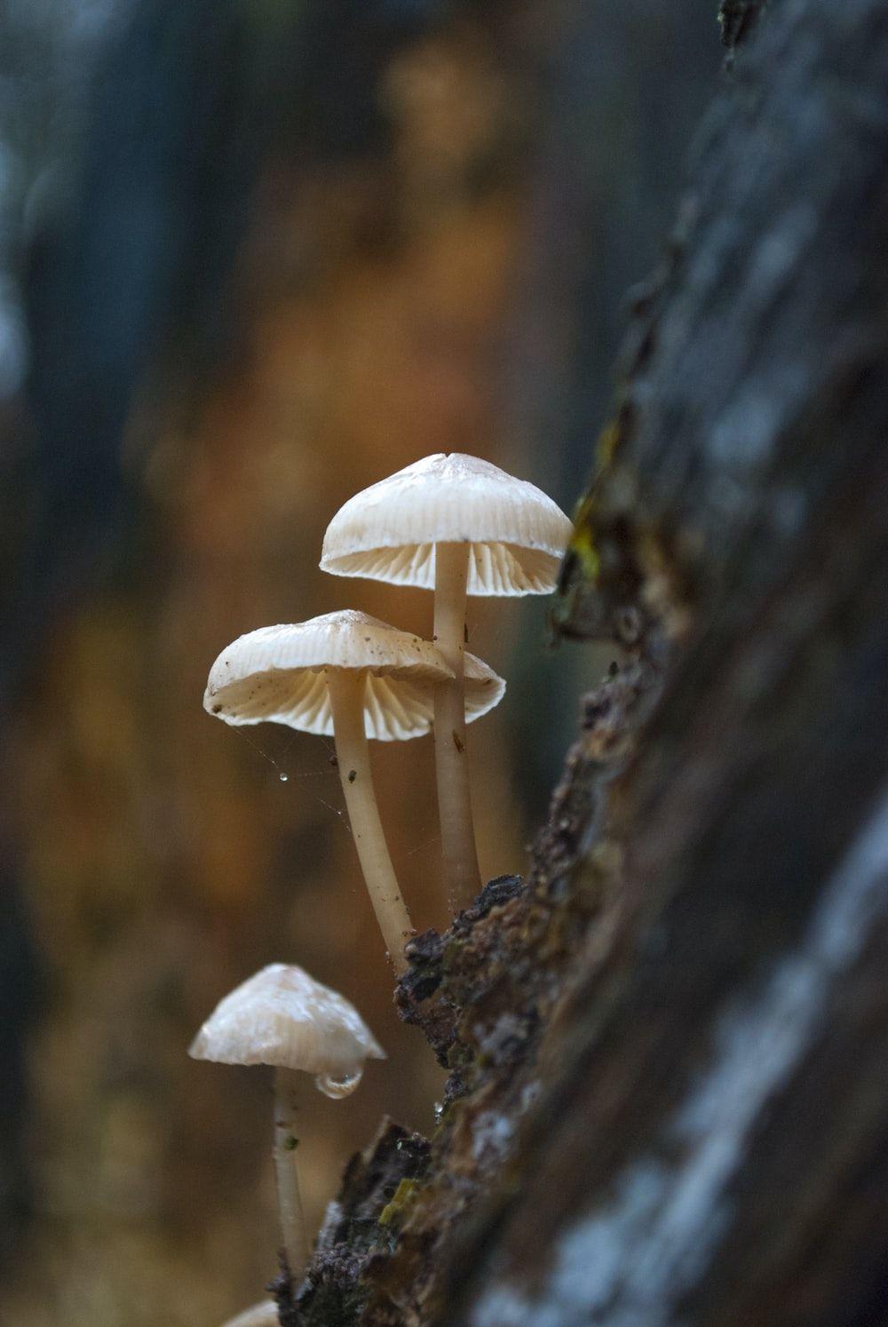 Fungi Wallpapers - Top Free Fungi Backgrounds - WallpaperAccess