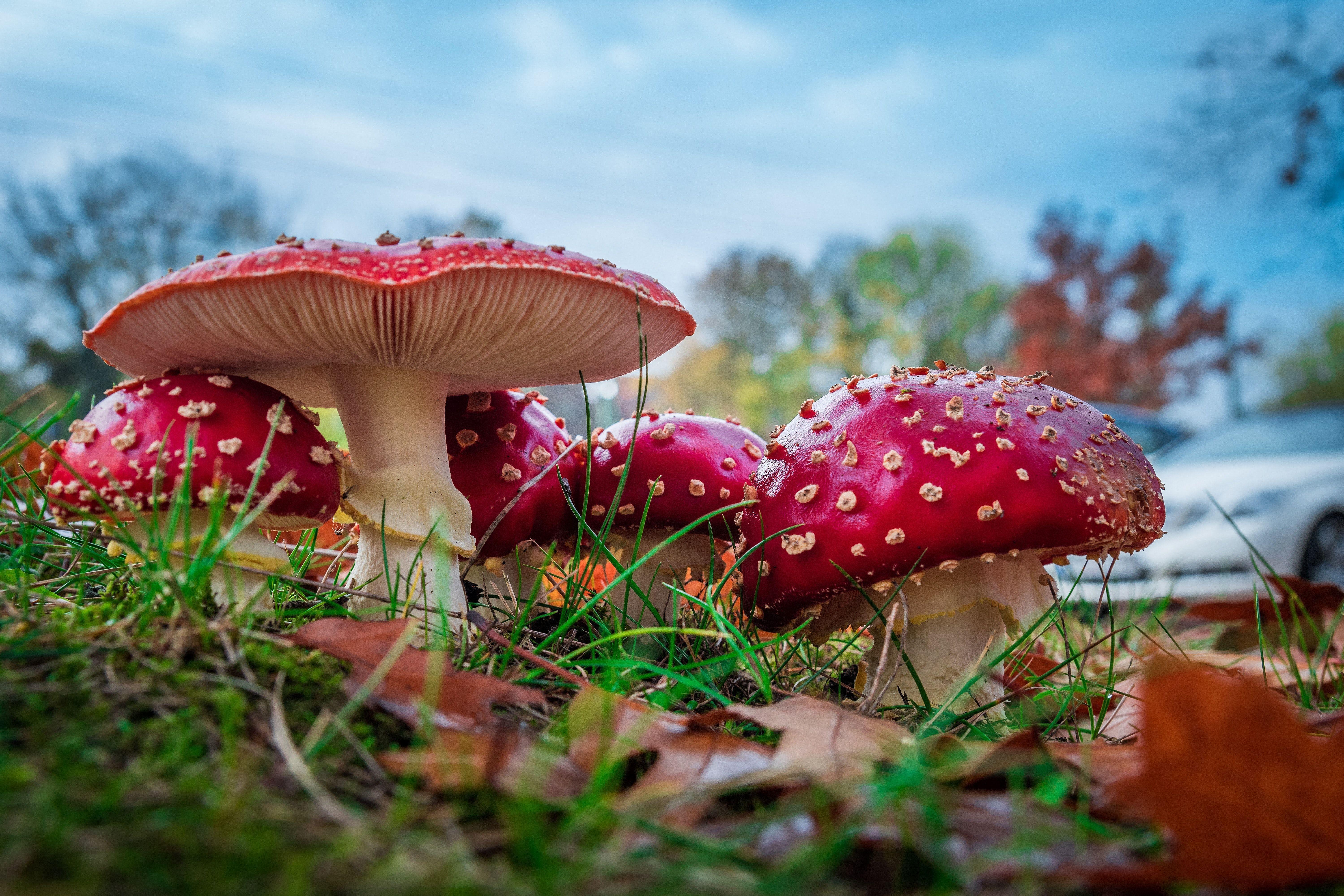 6000x4000 Fungus Wallpaper