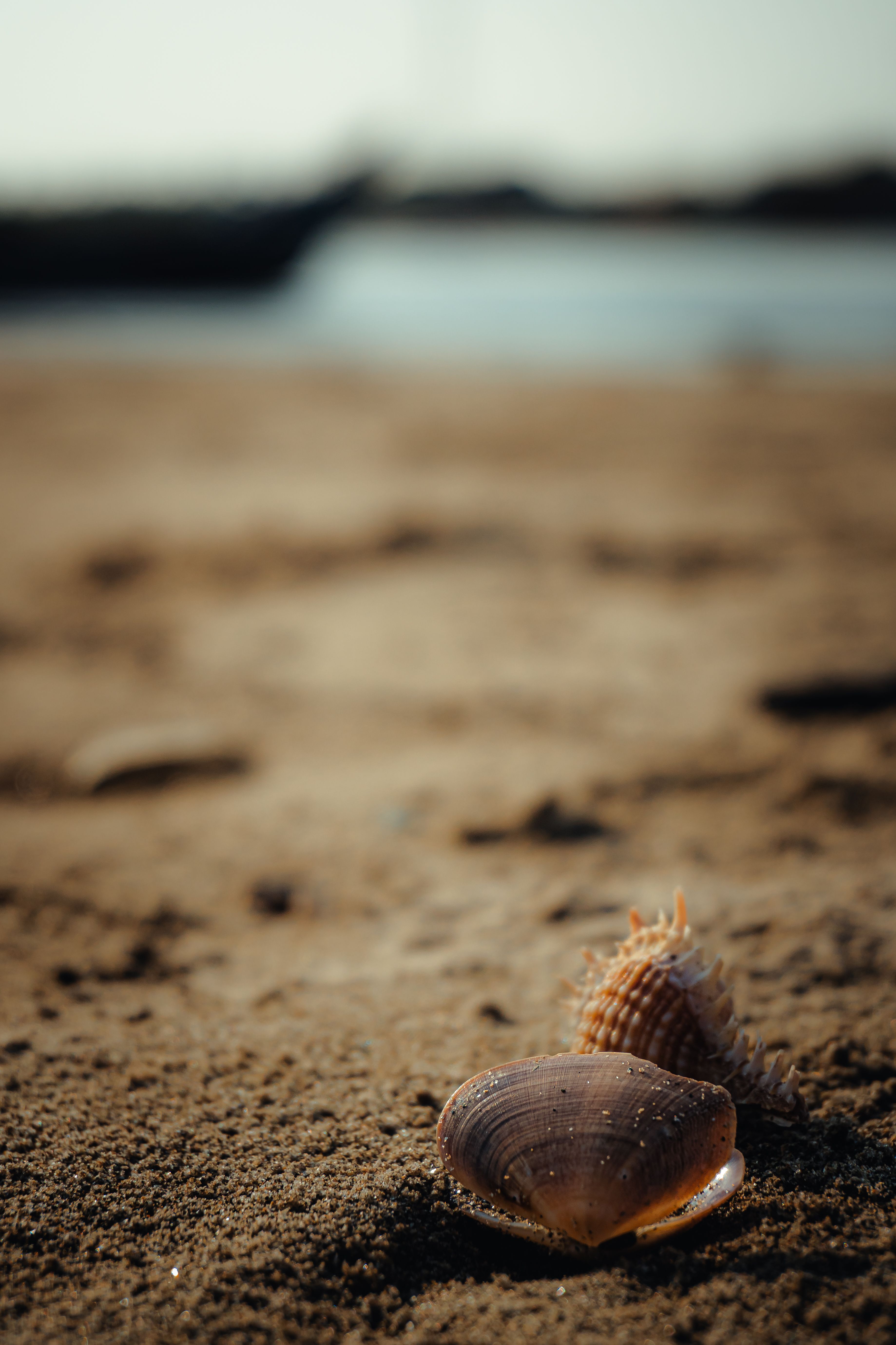 3677x5515 Seashells on Sandy Beach in Puducherry · Free