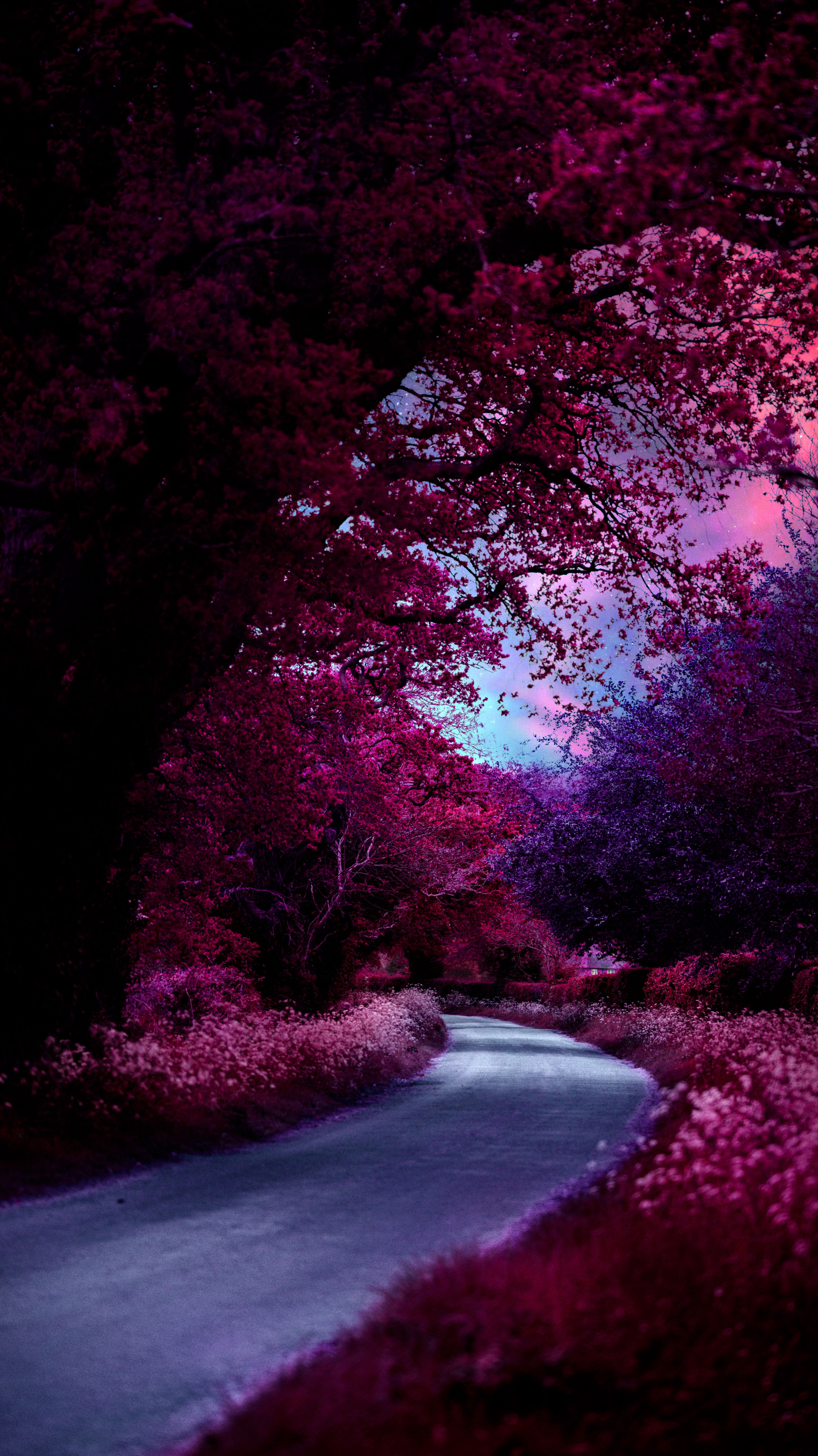 3240x5760 Wallpaper Nature, Plant, Water, Purple, Natural Landscape, Background Free Image