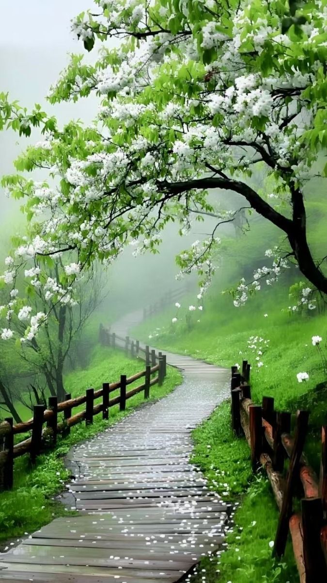 675x1201 Nature Background Image HD 4k