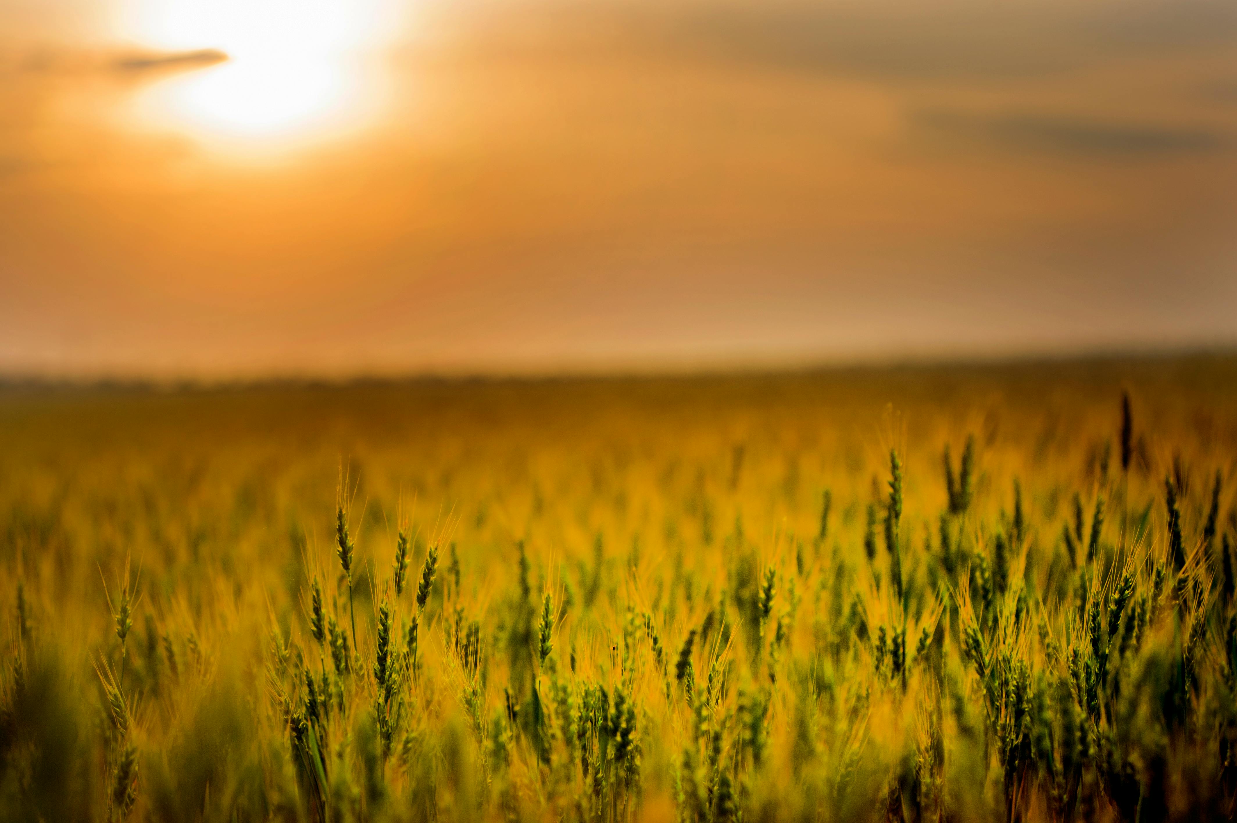 4256x2832 Corn Farm Wallpaper