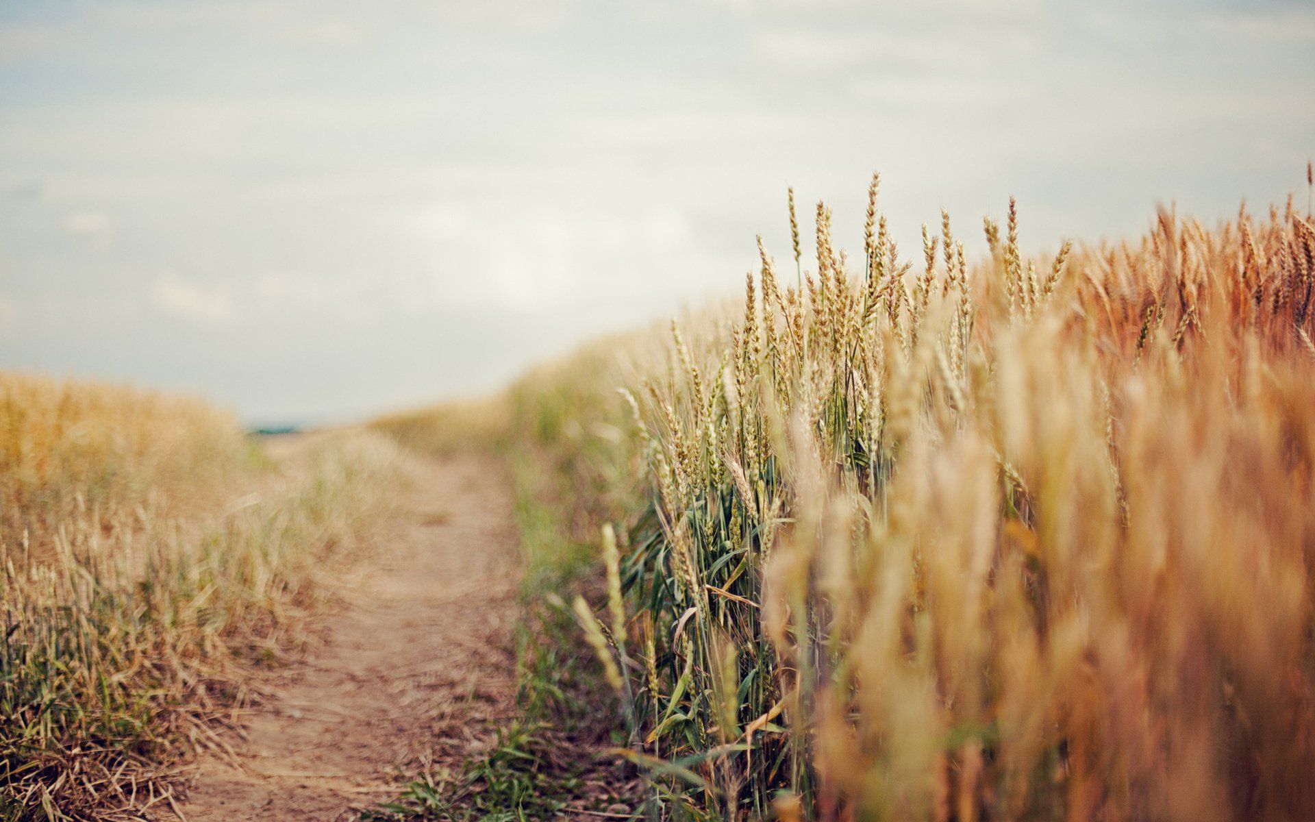 1920x1200 Golden Wheat Fields: Serene Nature HD Wallpaperx1200
