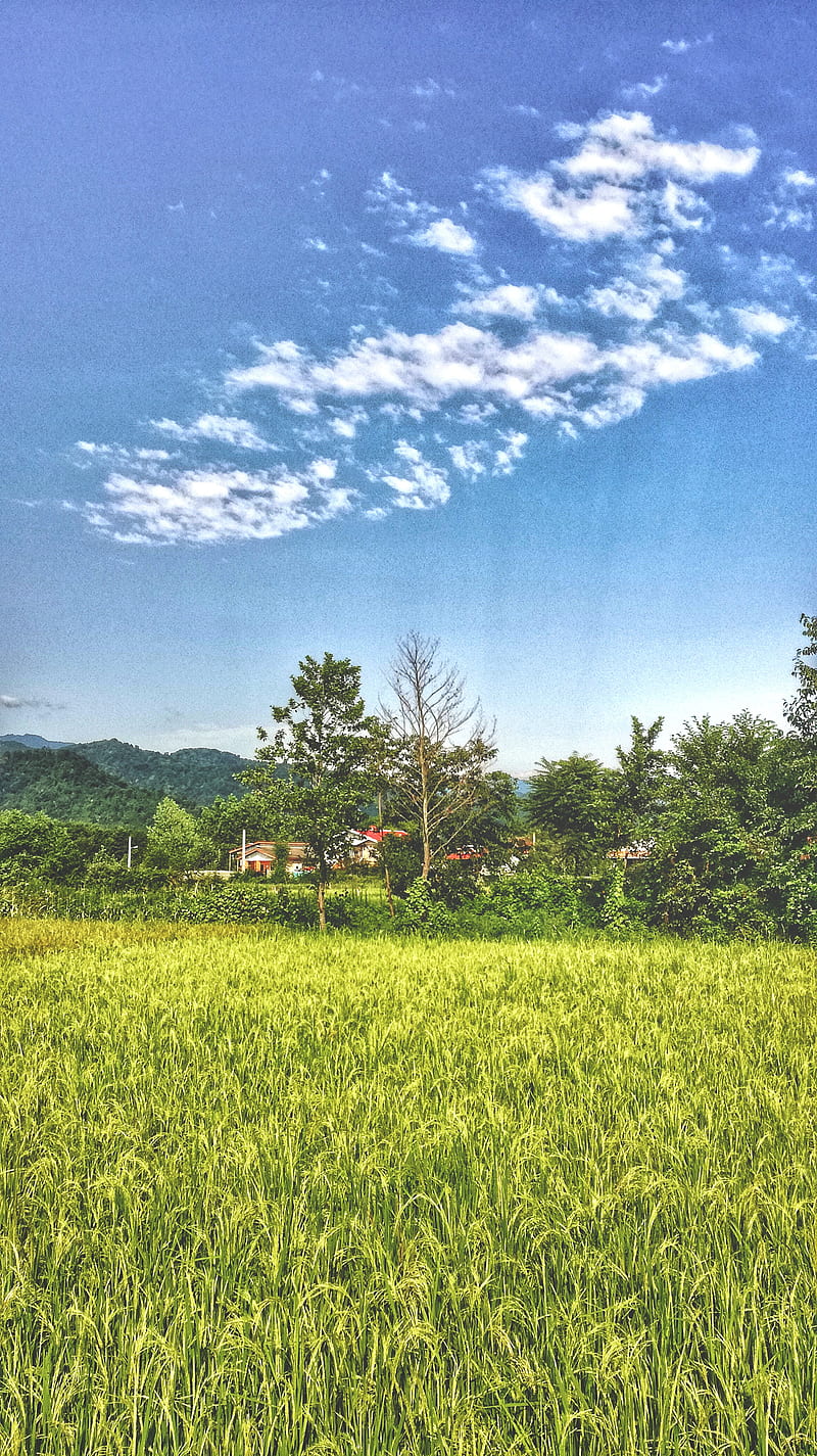 800x1425 Ricefield, cloud, clouds, grass, landscape, nature, rice, HD phone wallpaper