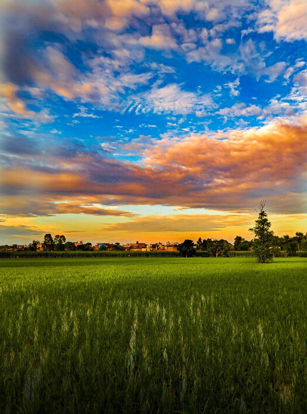 1222x1648 Field Khet