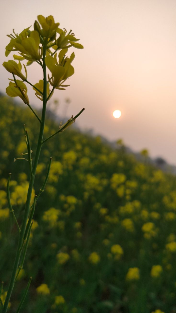 735x1304 Sarso ke khet