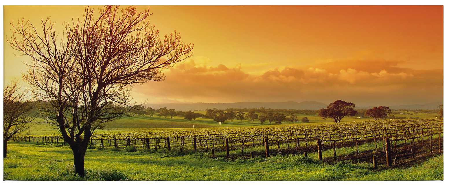 1552x640 Canvas print vineyards at sunrise
