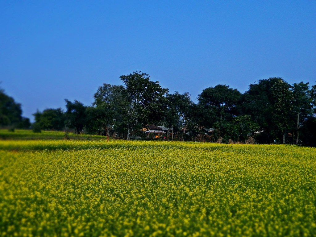 1024x768 Sarson Ke Khet (Mustard Field). Koushik's Vision