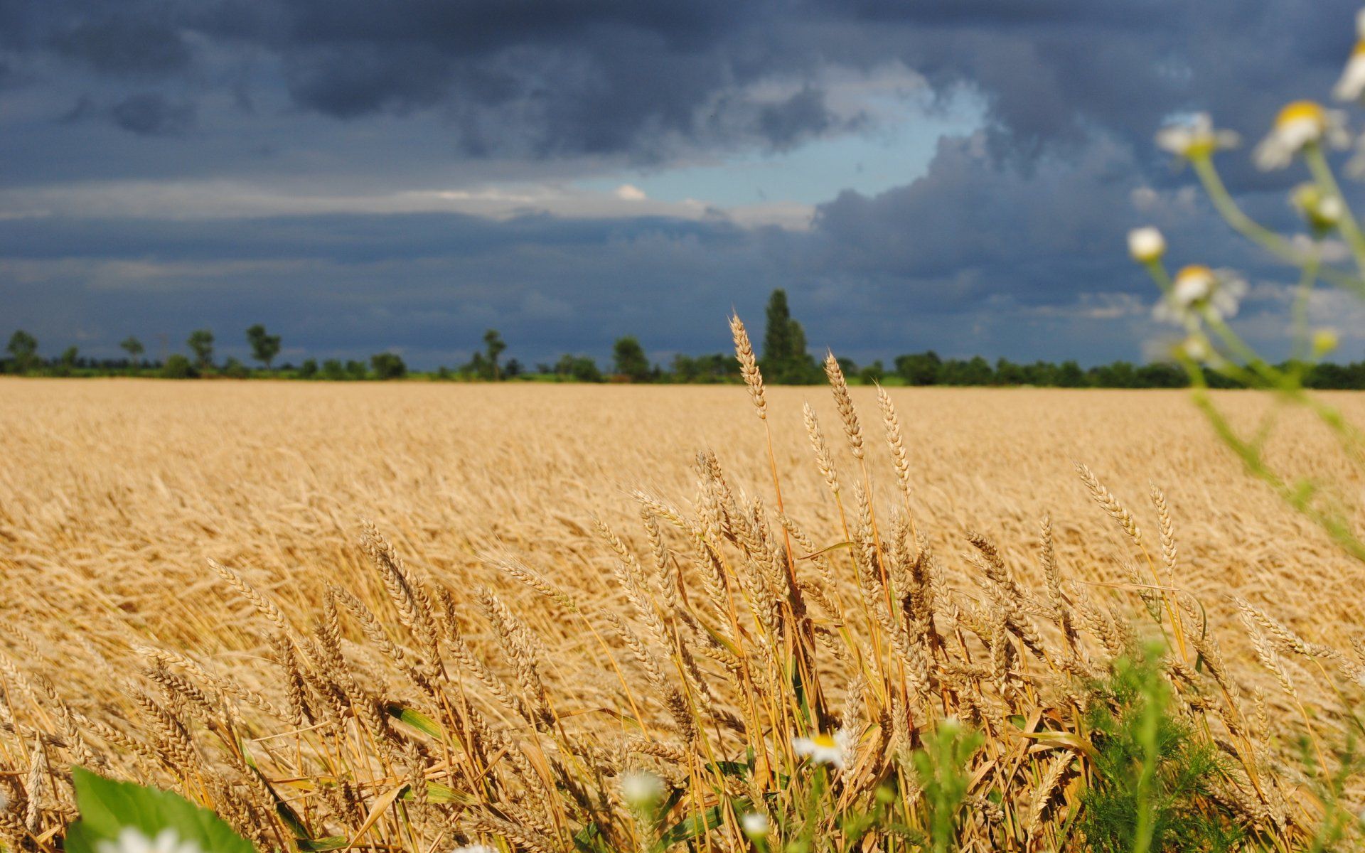 1920x1200 Golden Wheat Fields Under Moody Skies