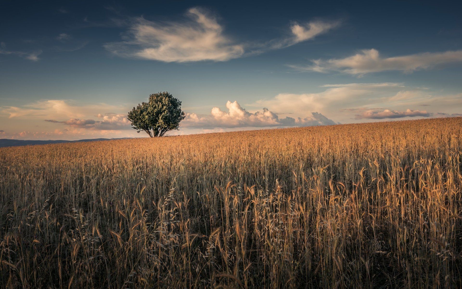 1920x1202 Serene Summer Wheat Field Wallpaperx1282