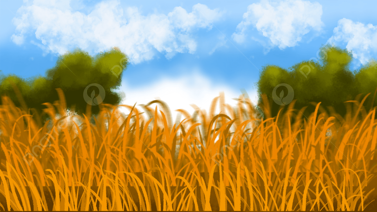 1200x675 Blue Sky Wheat Field, Blue, Sky, Wheat Background Image And Wallpaper for Free Download