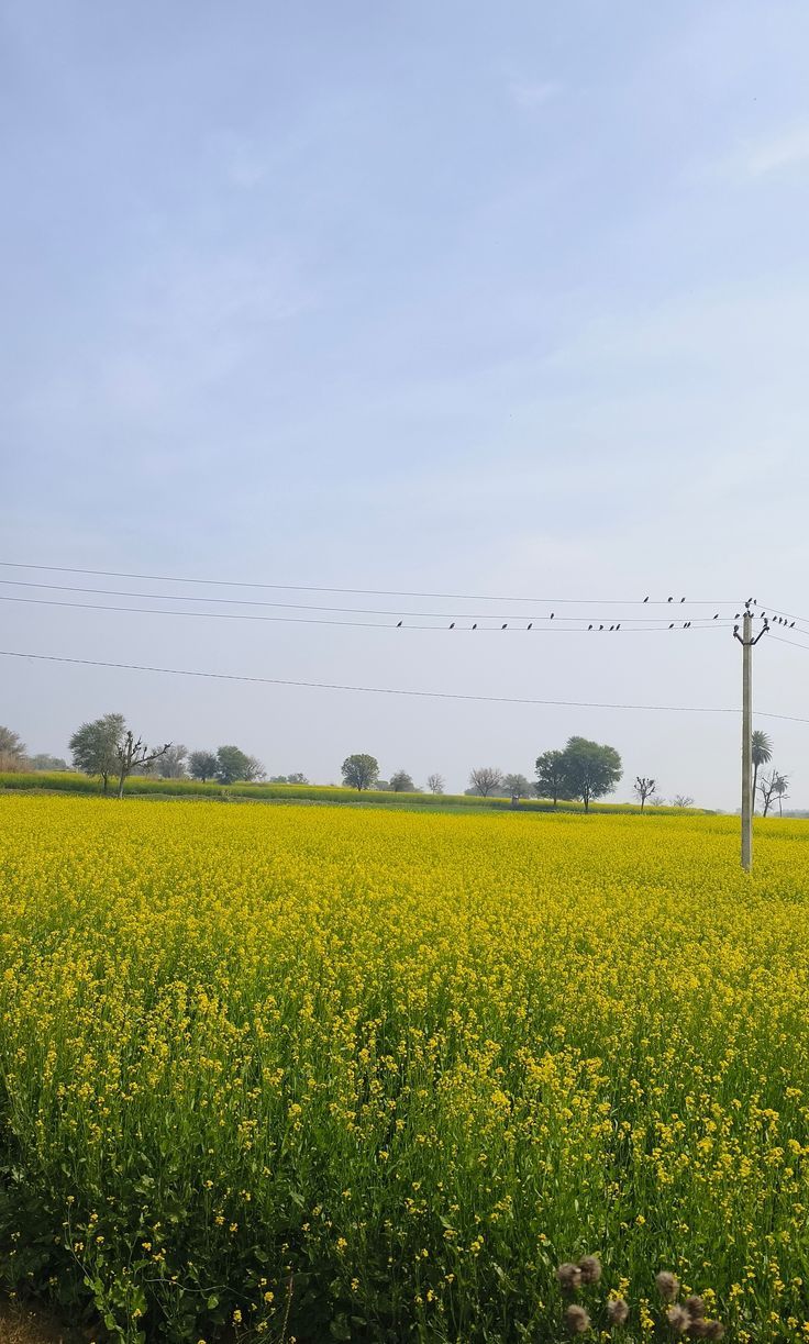 736x1223 Sarson ke khet