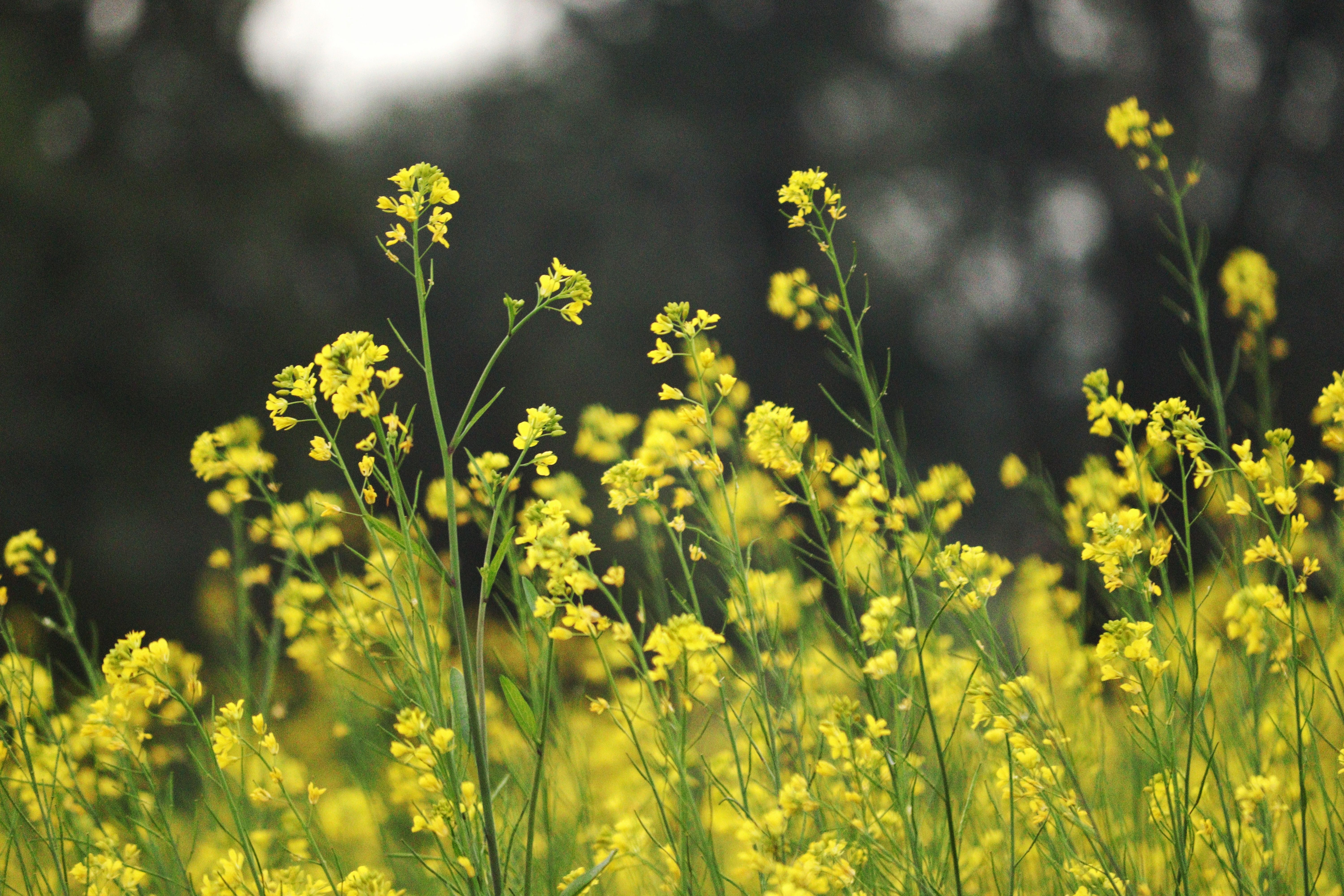 6000x4000 Punjab Khet Photo, Download The BEST Free Punjab Khet & HD Image