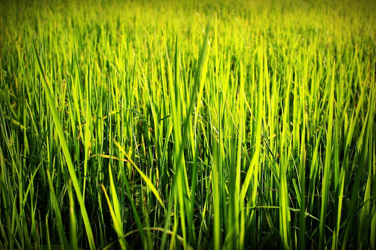 1280x853 Agriculture Asia Asian