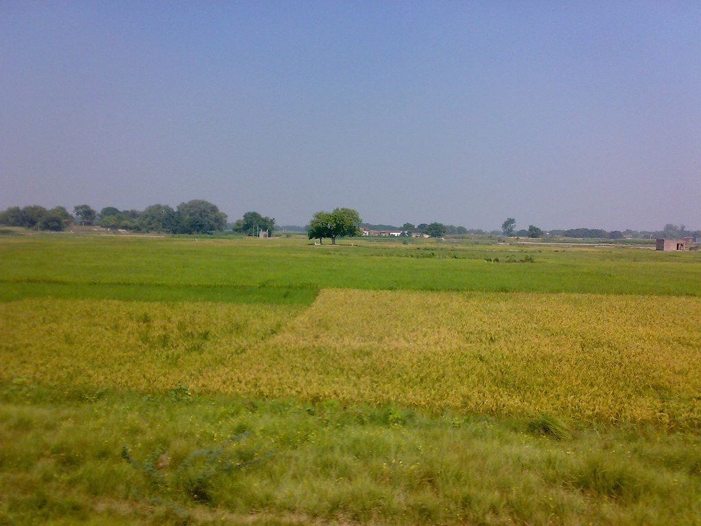 1024x768 DHAN KHET FROM RUNNING TRAIN