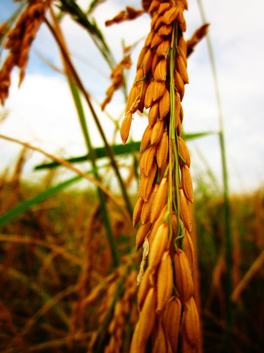 900x1200 JEWEL OF PADDY