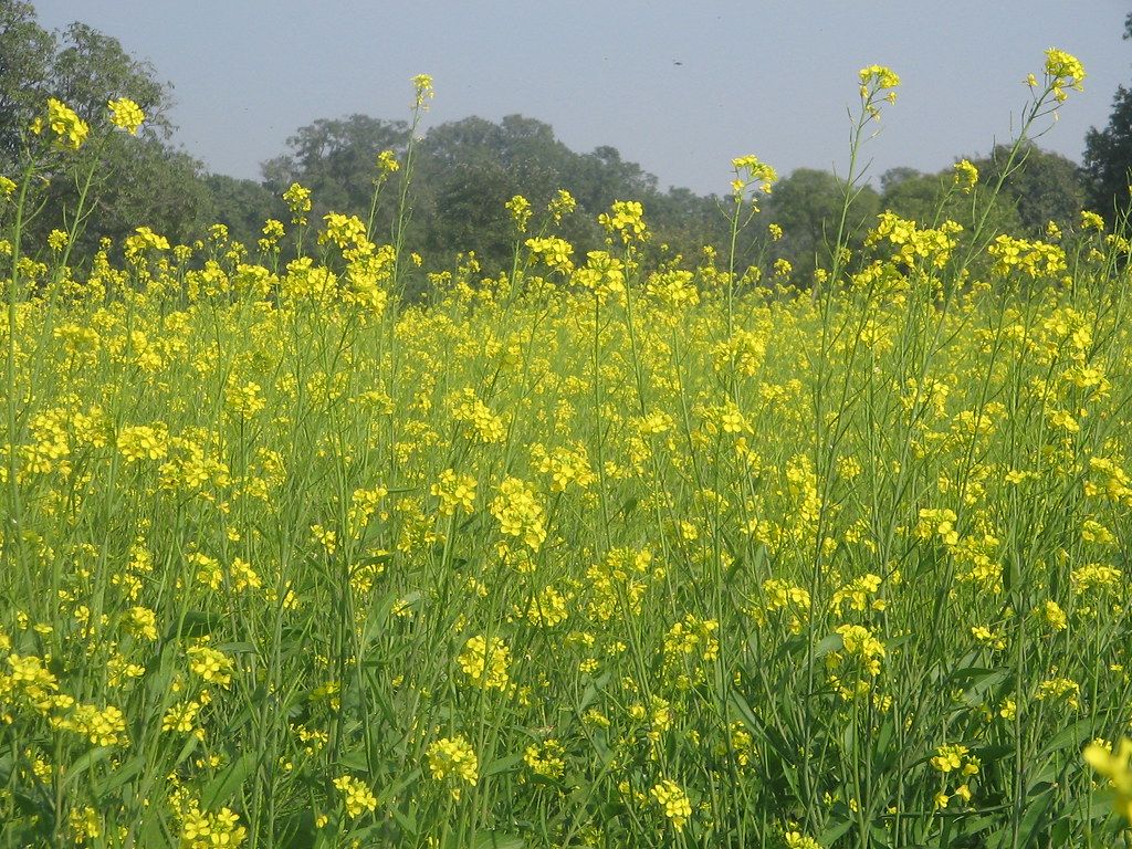 1024x768 my fav ke khet!!
