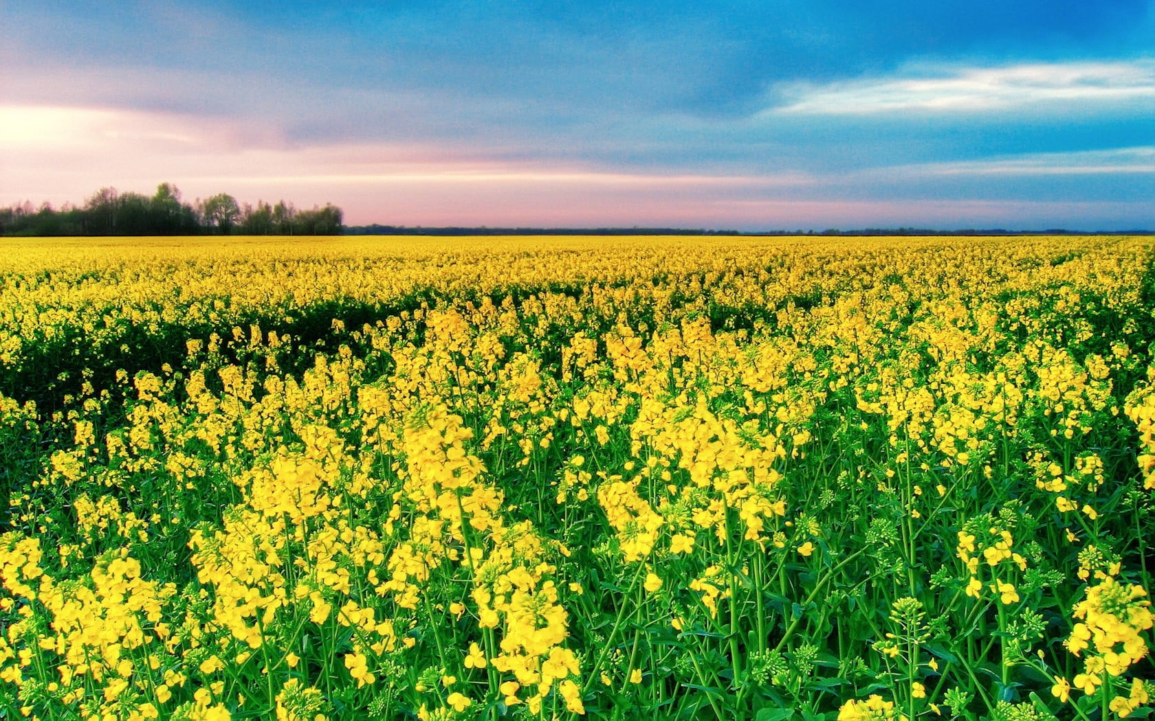 1680x1050 Yellow rapeseed flower field HD wallpaper