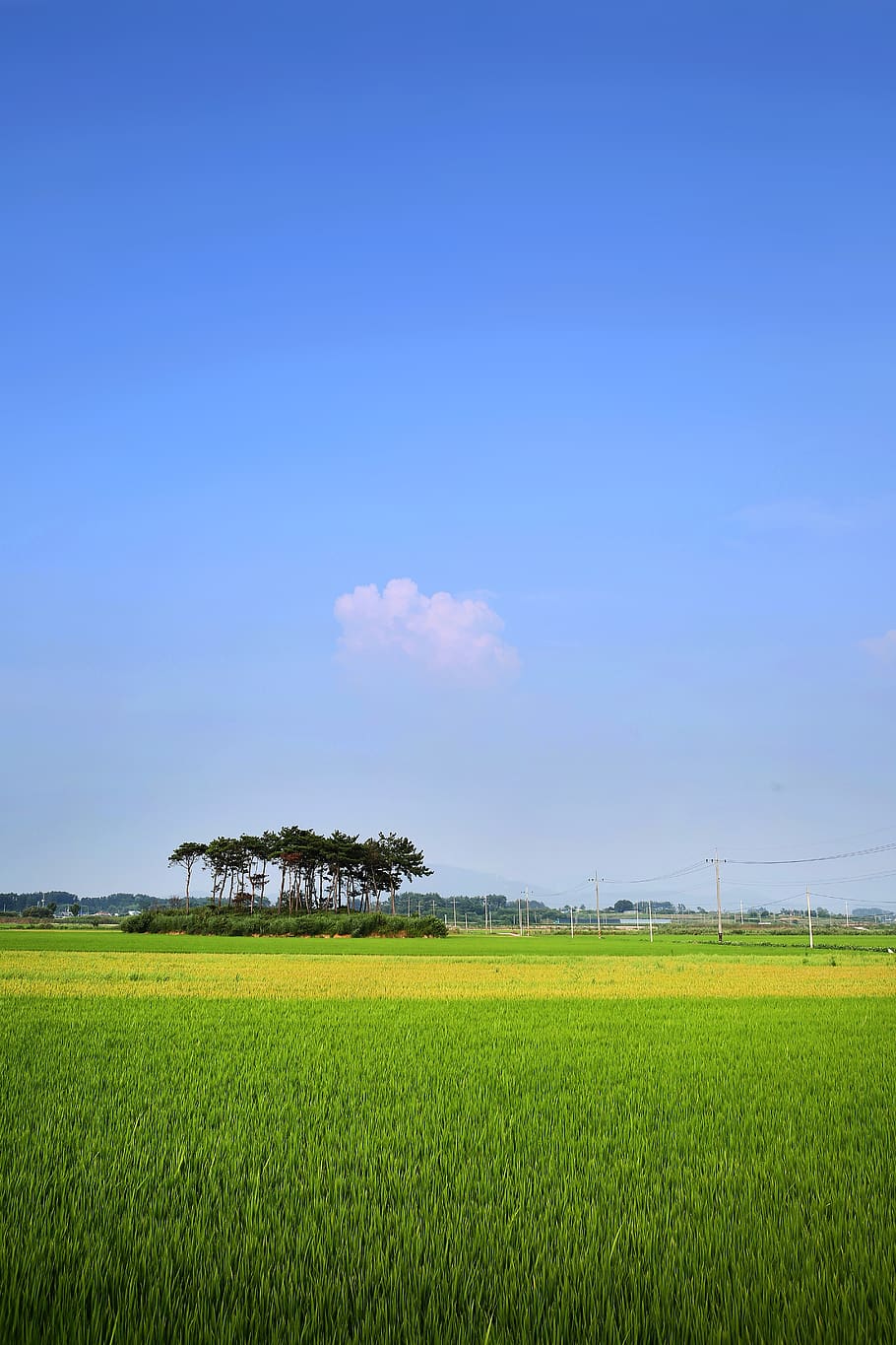 910x1365 paddy fields 1080P, 2K, 4K, 5K HD wallpaper free download