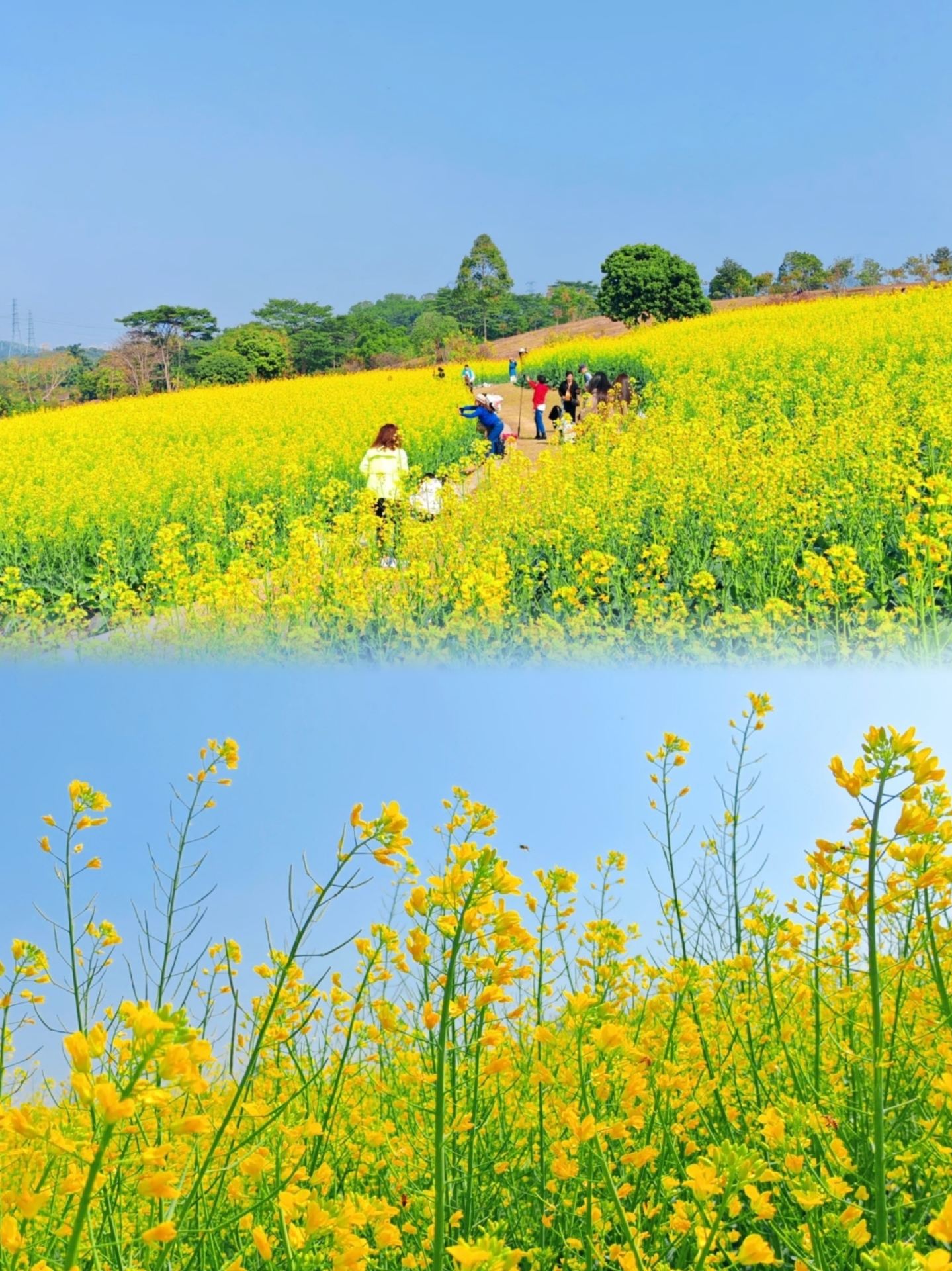 1439x1920 Recommended Rapeseed flower viewing in Shenzhen (Updated September). Trip Moments