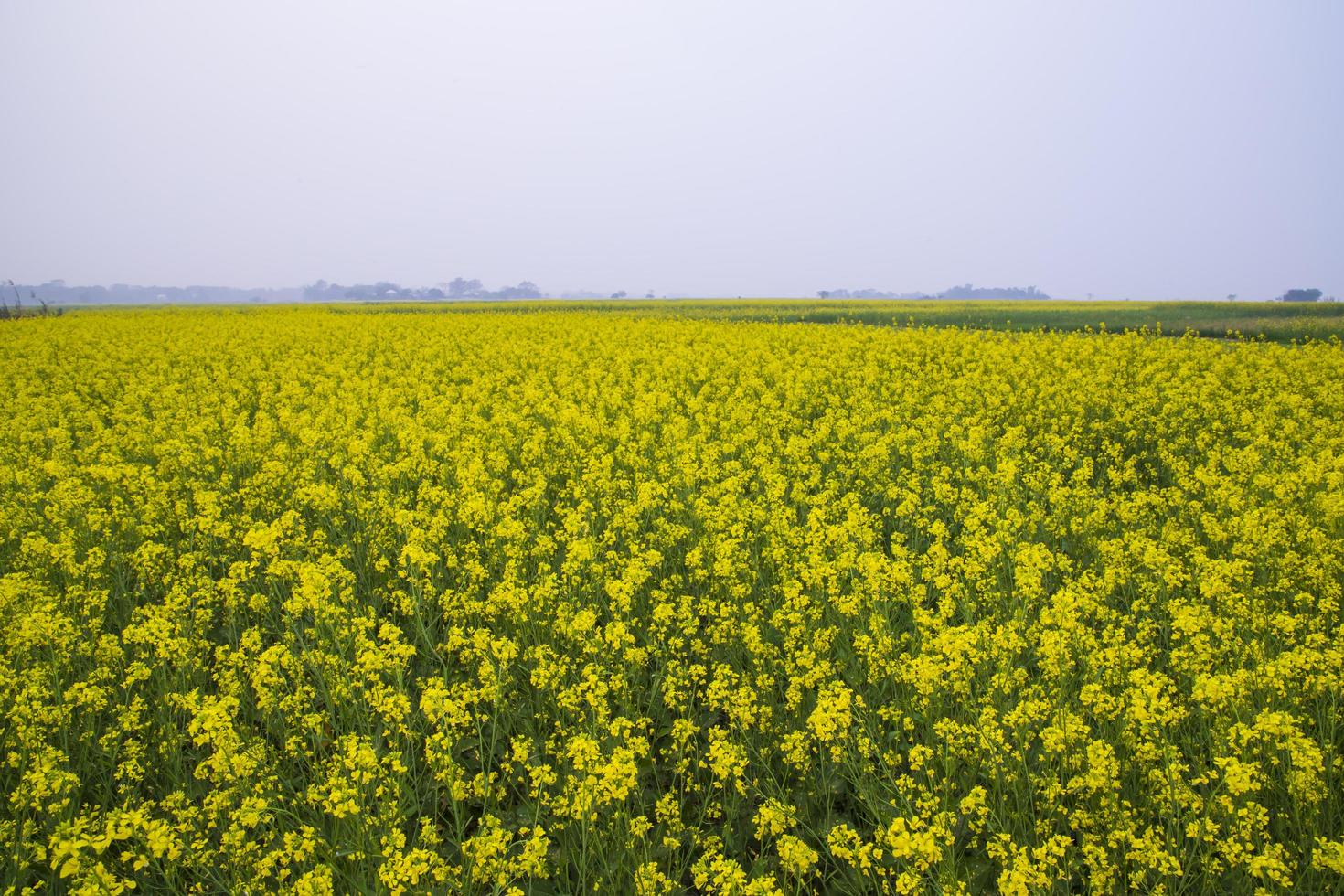 1470x980 Beautiful Floral Landscape View of Rapeseed blossoms in a field in the countryside of Bangladesh