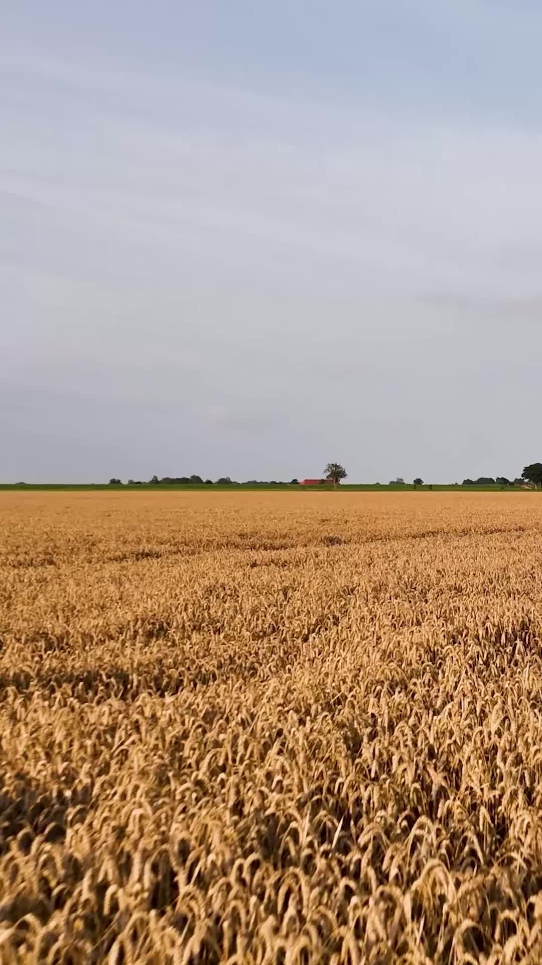 1080x1920 Golden Wheat Field Swaying in Summer Breeze