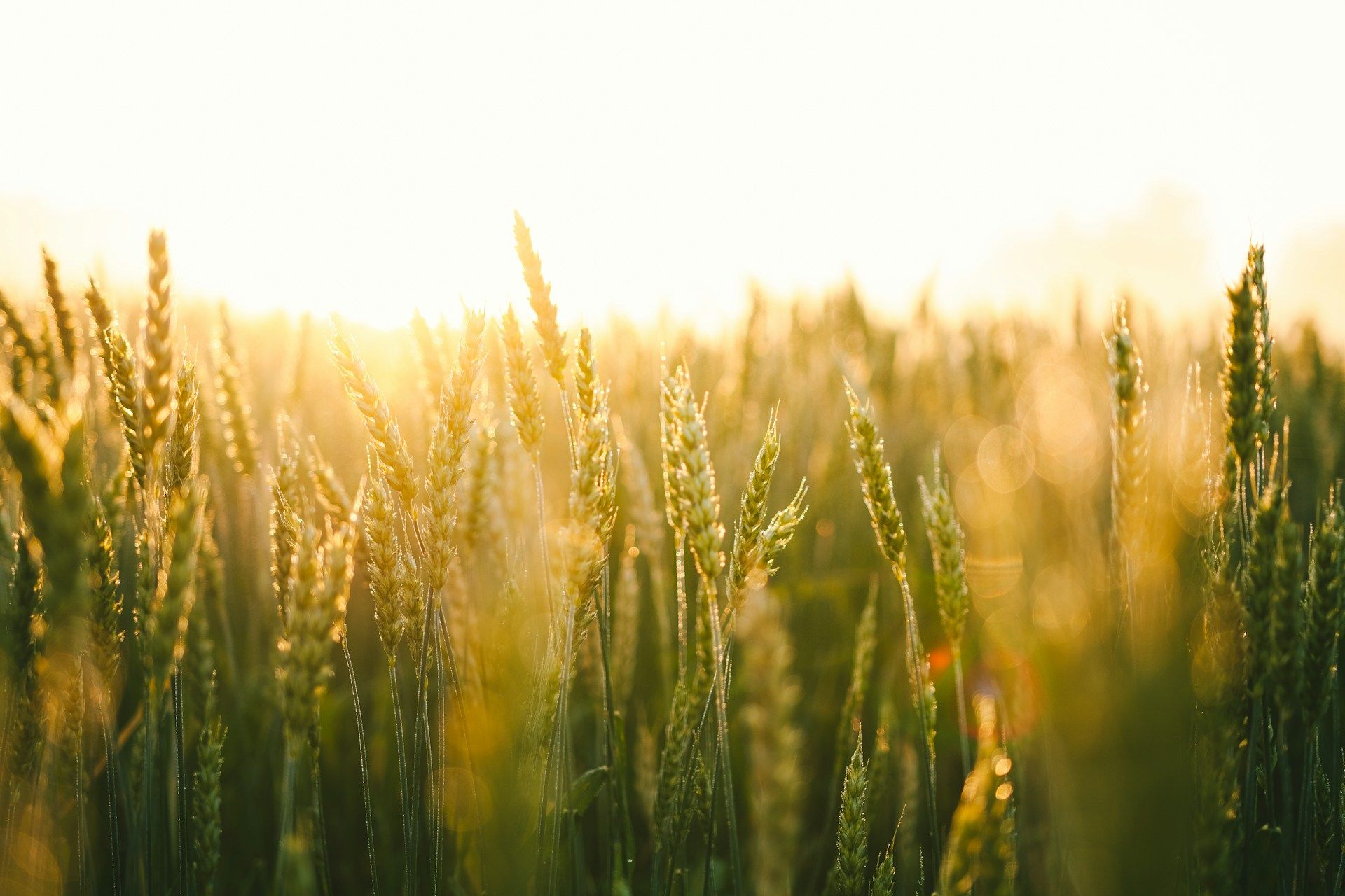 1920x1280 The Role of Wheat in Rotational Farming Systems