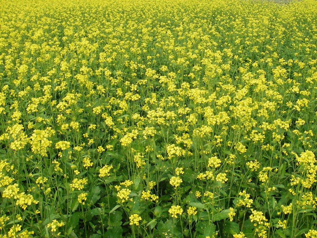 1024x768 Sorisar Khet