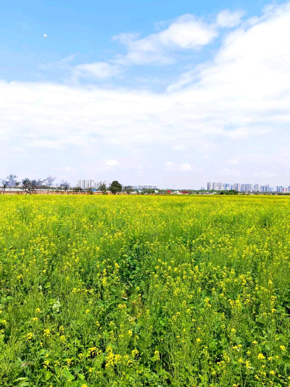 960x1280 A golden sea of rapeseed flowers in Shaxi, Zhongshan. Trip.com Zhongshan