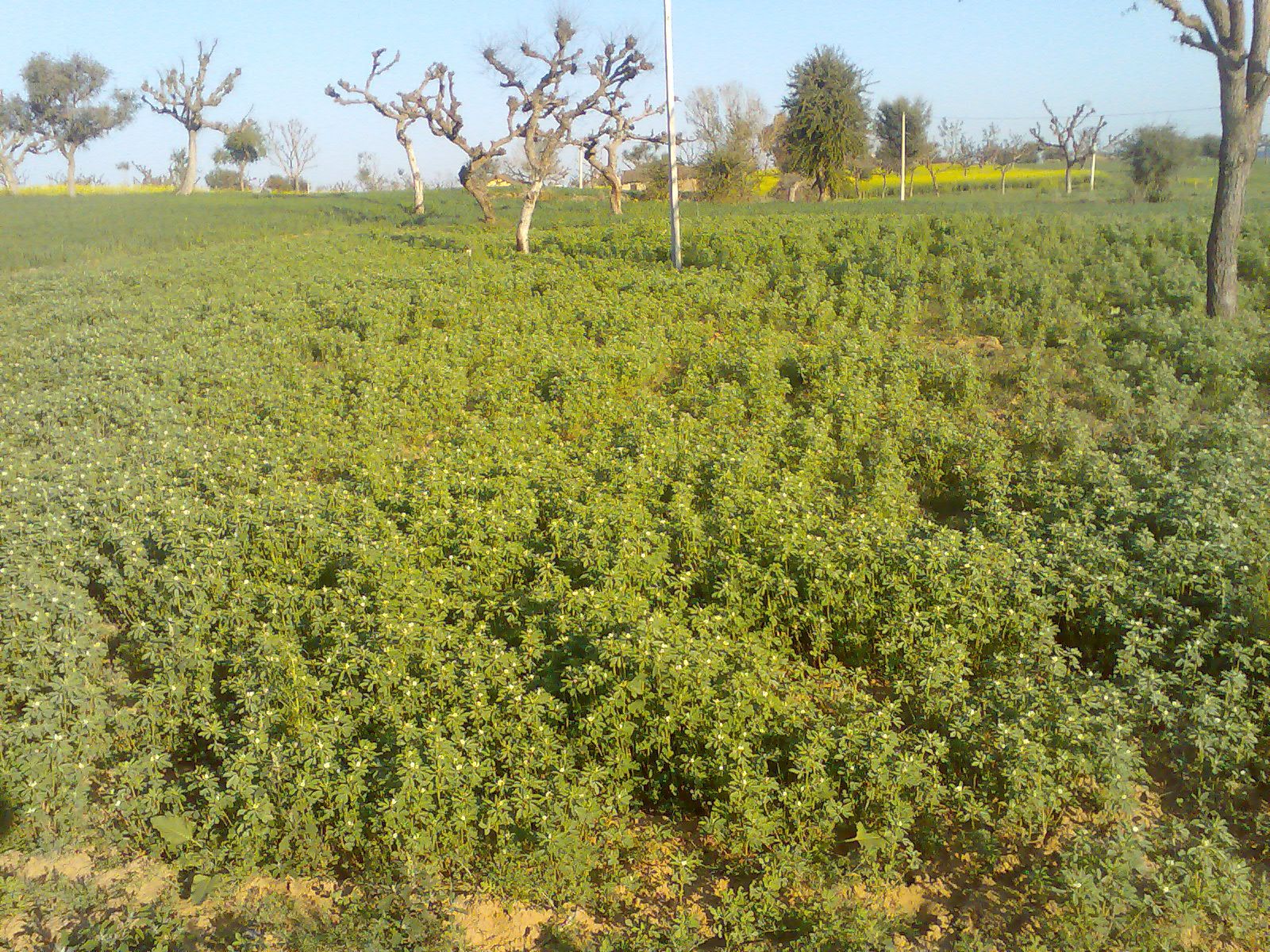 1600x1200 Methi Ke Khet