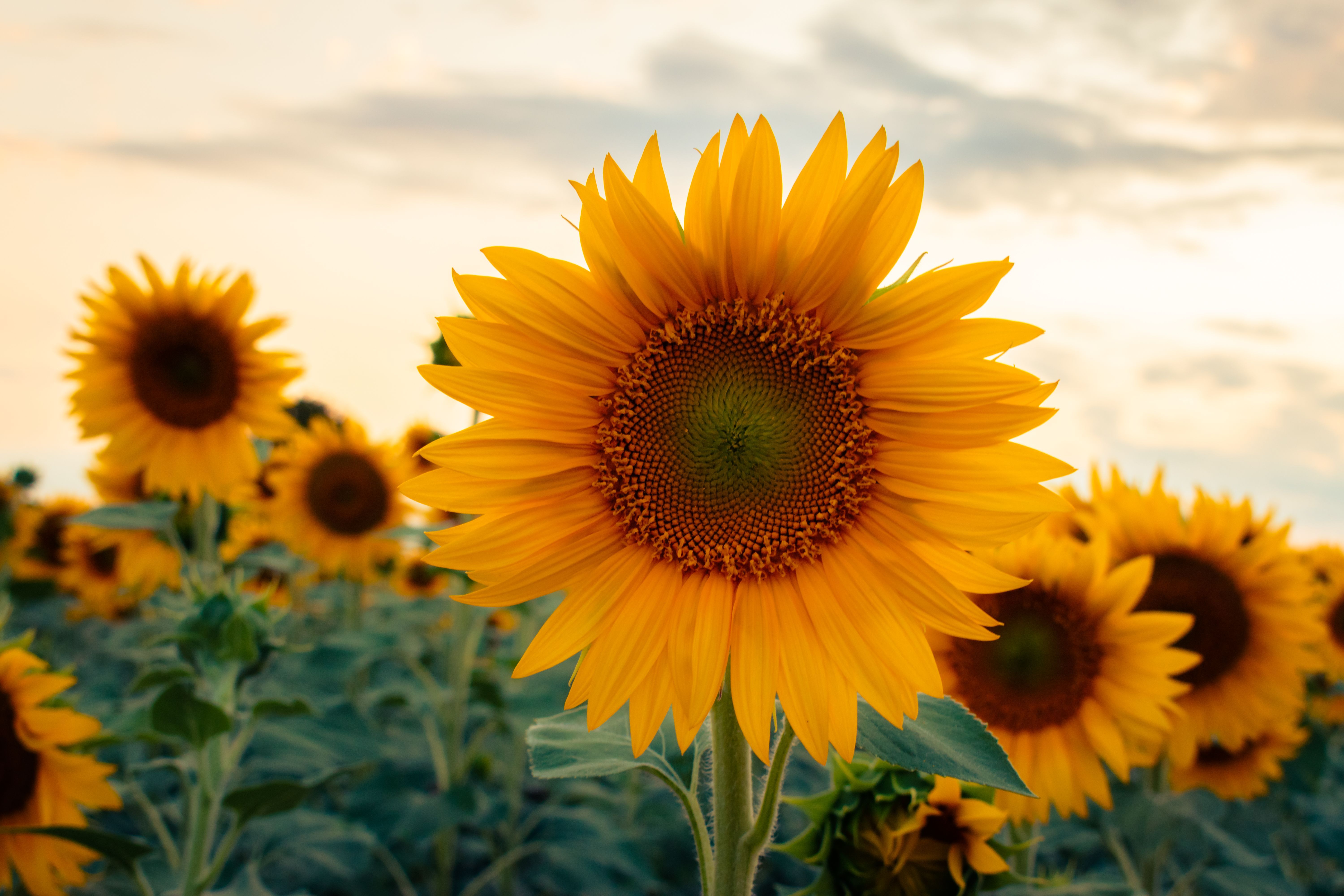 6000x4000 Sunflowers in a field with a sunset in the background · Free