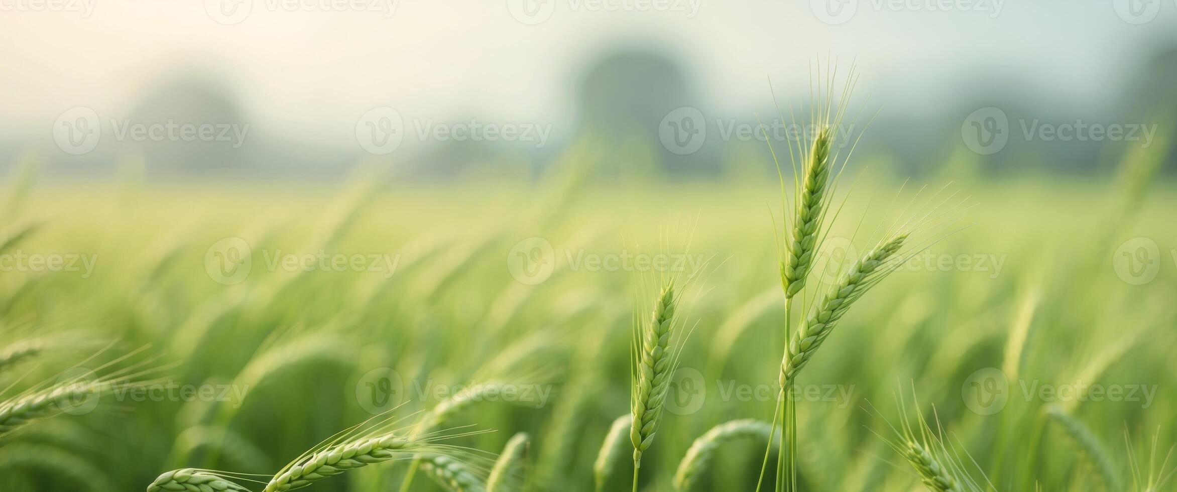 2344x980 green leaf texture, copy space concept for wallpaper or background