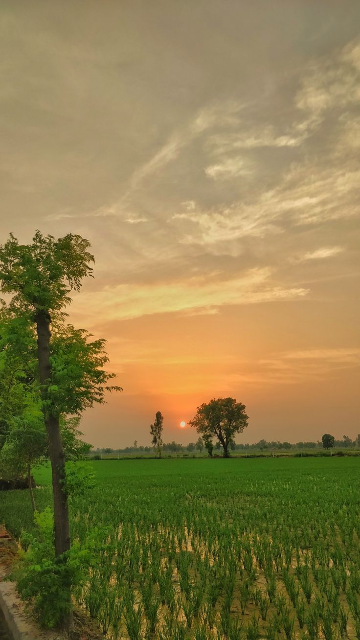 736x1308 Beautiful Sunset over Green Field. India pind, Punjab khet, Punjab aesthetic wallpaper