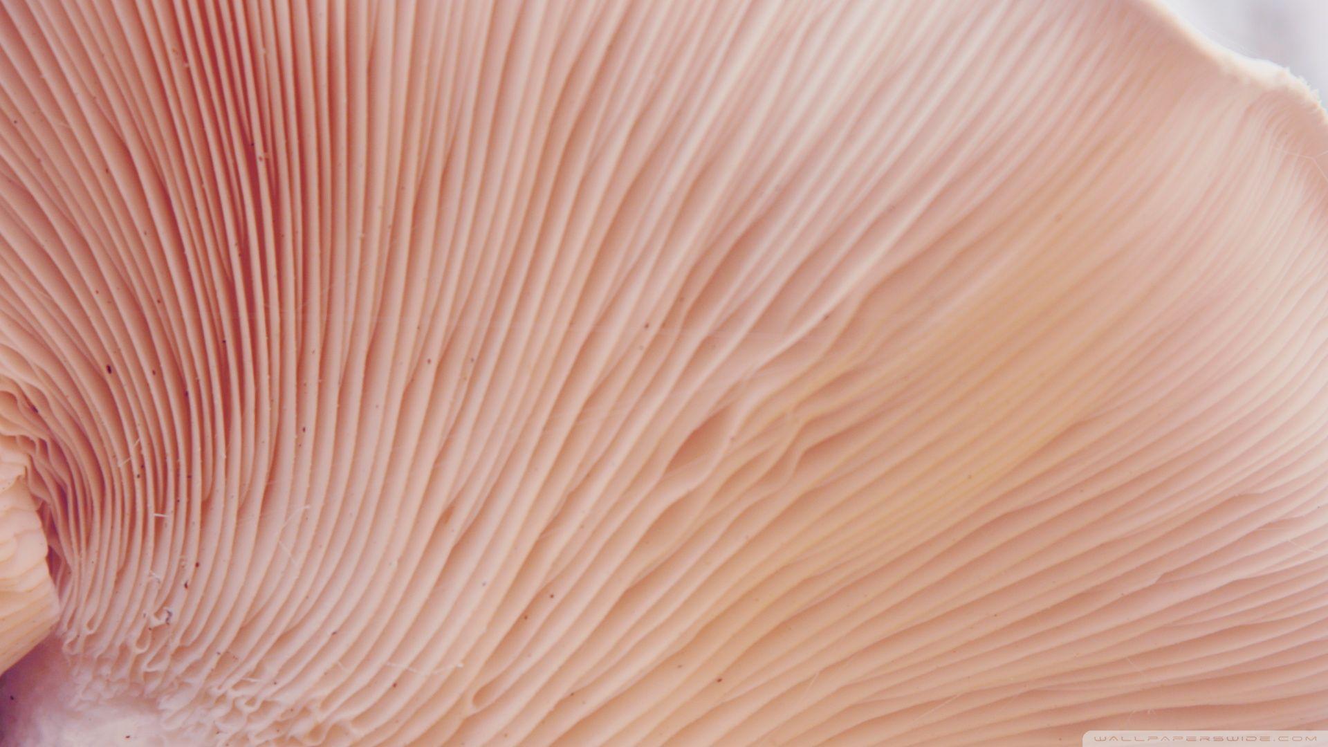 1920x1080 Download Tree Fungi Macro Wallpaper 1920x1080