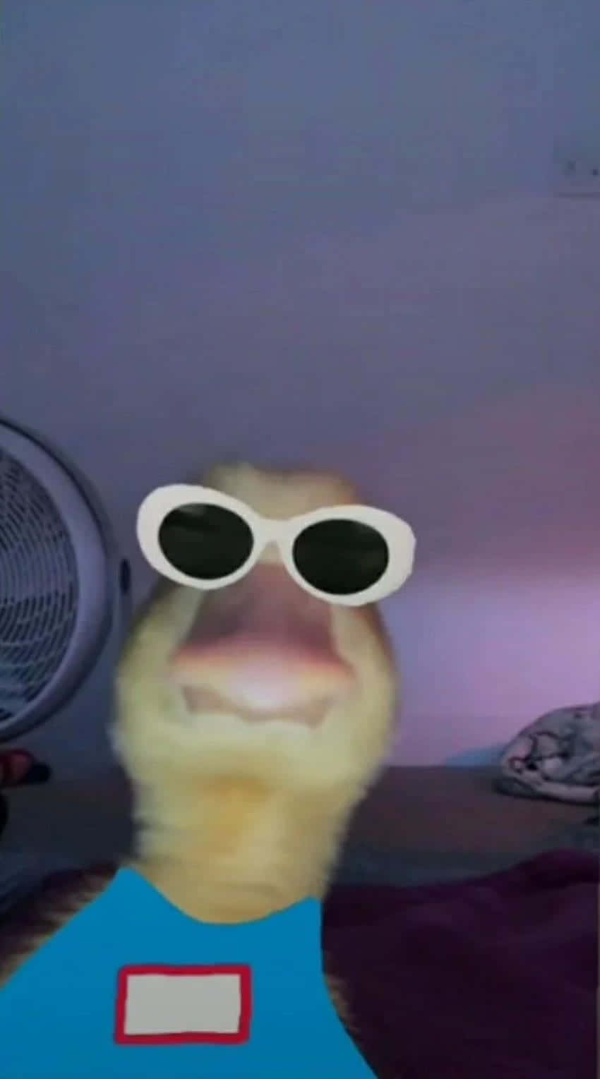 850x1529 Download Funny Duck Cute Pfp For Tiktok Wallpaper
