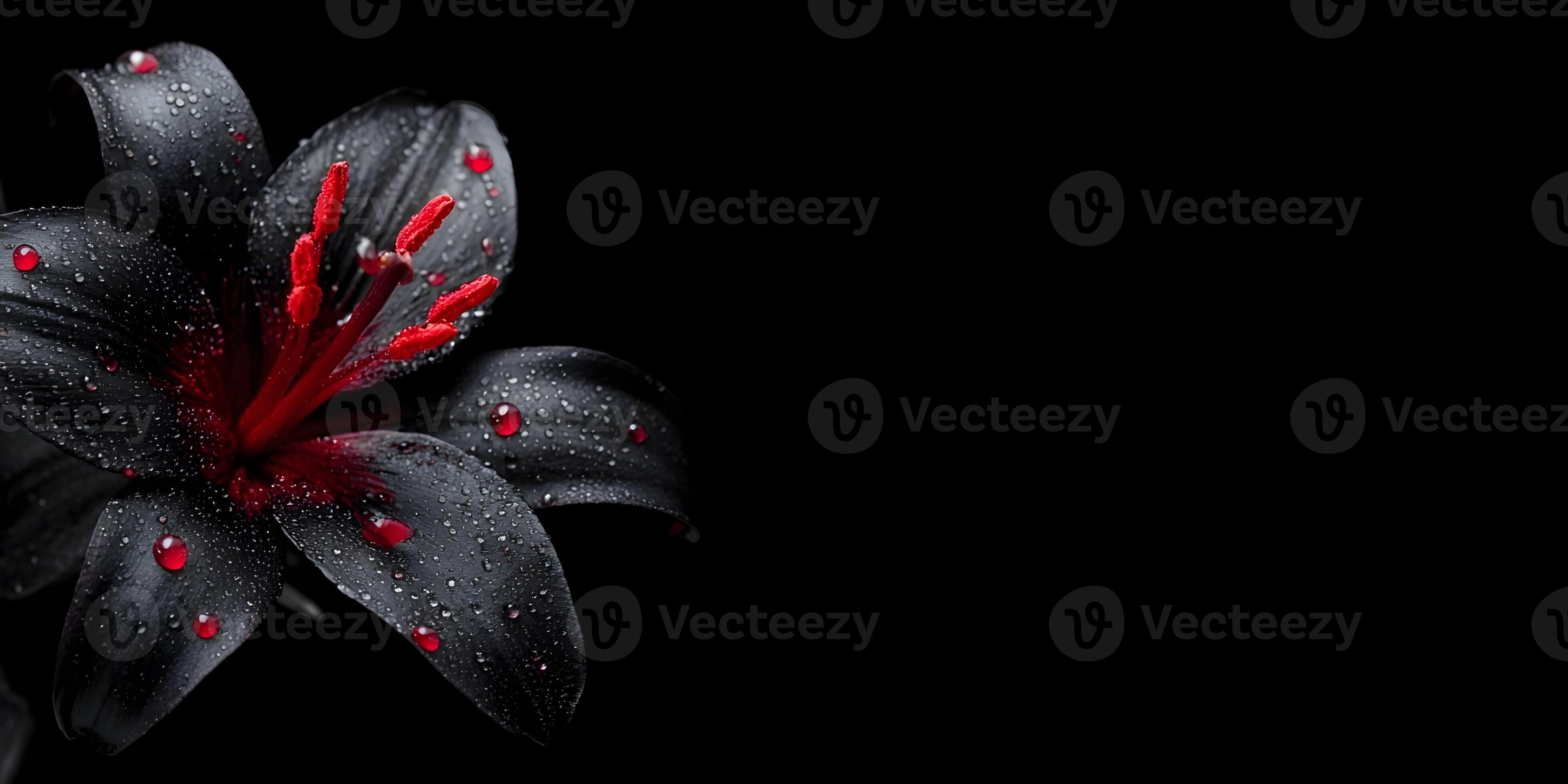 3920x1960 A dramatic black lily flower featuring vibrant red stamens and shimmering water droplets on dark petals against a deep black background
